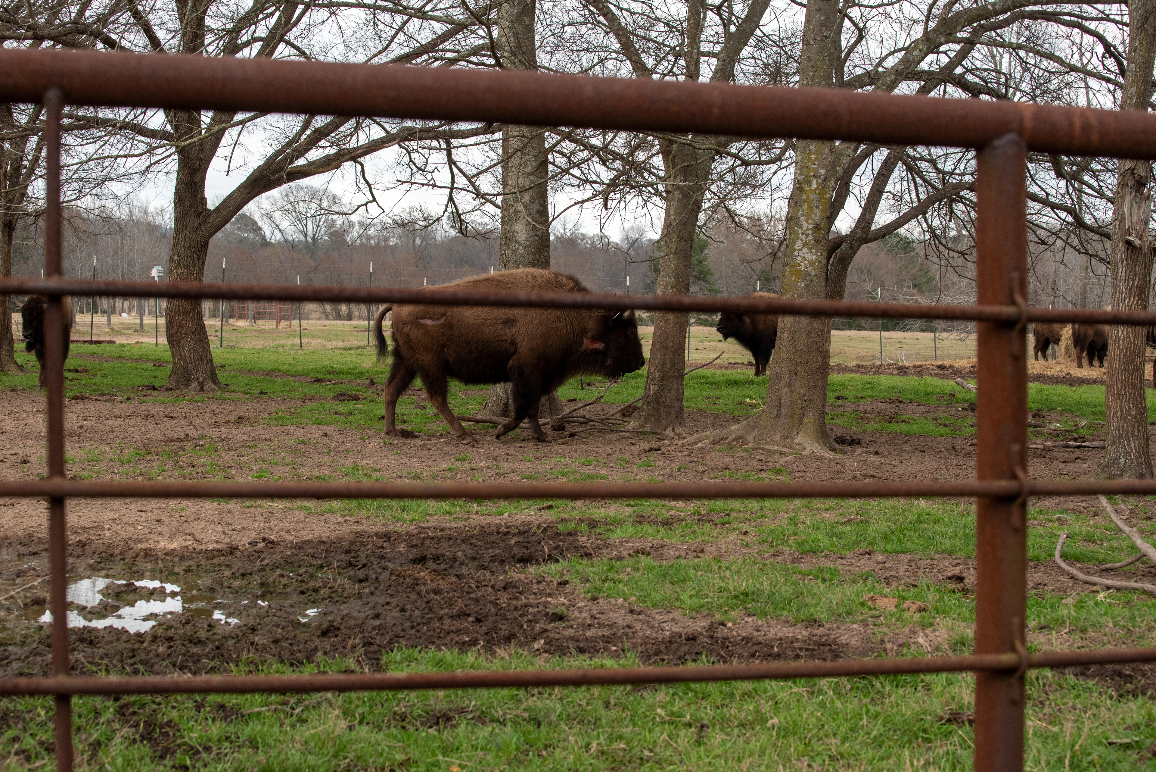 The herd can cause injuries to each other under stress.