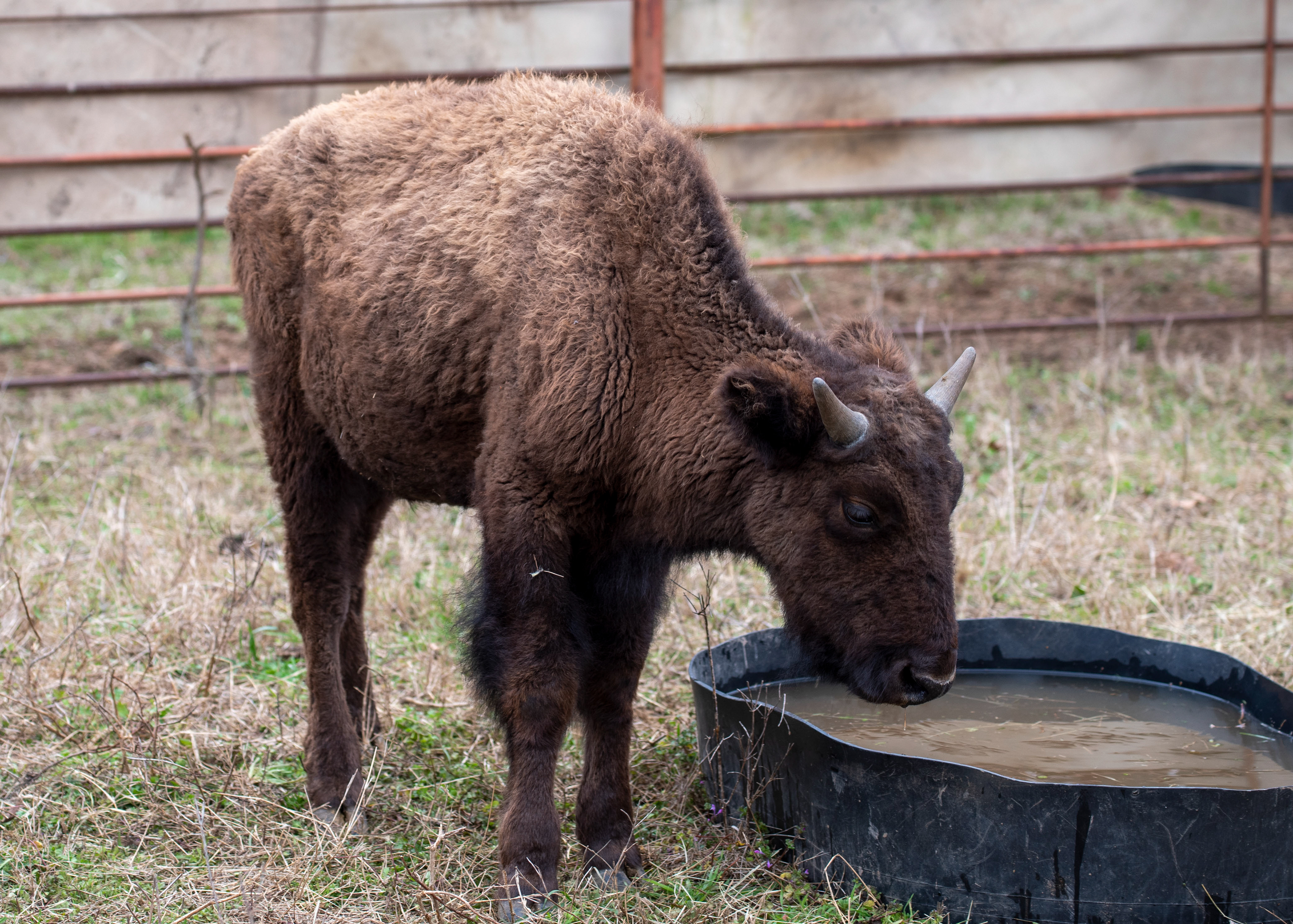 Watering down the wormer