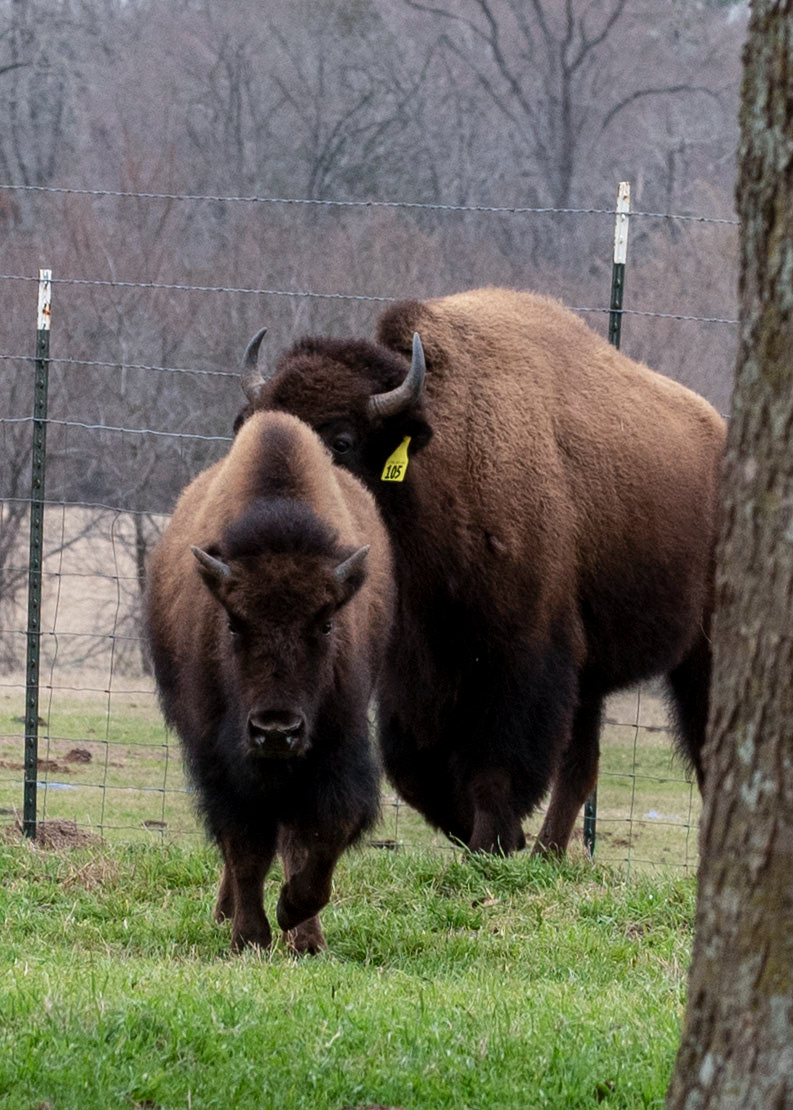 Amazing size of Bison