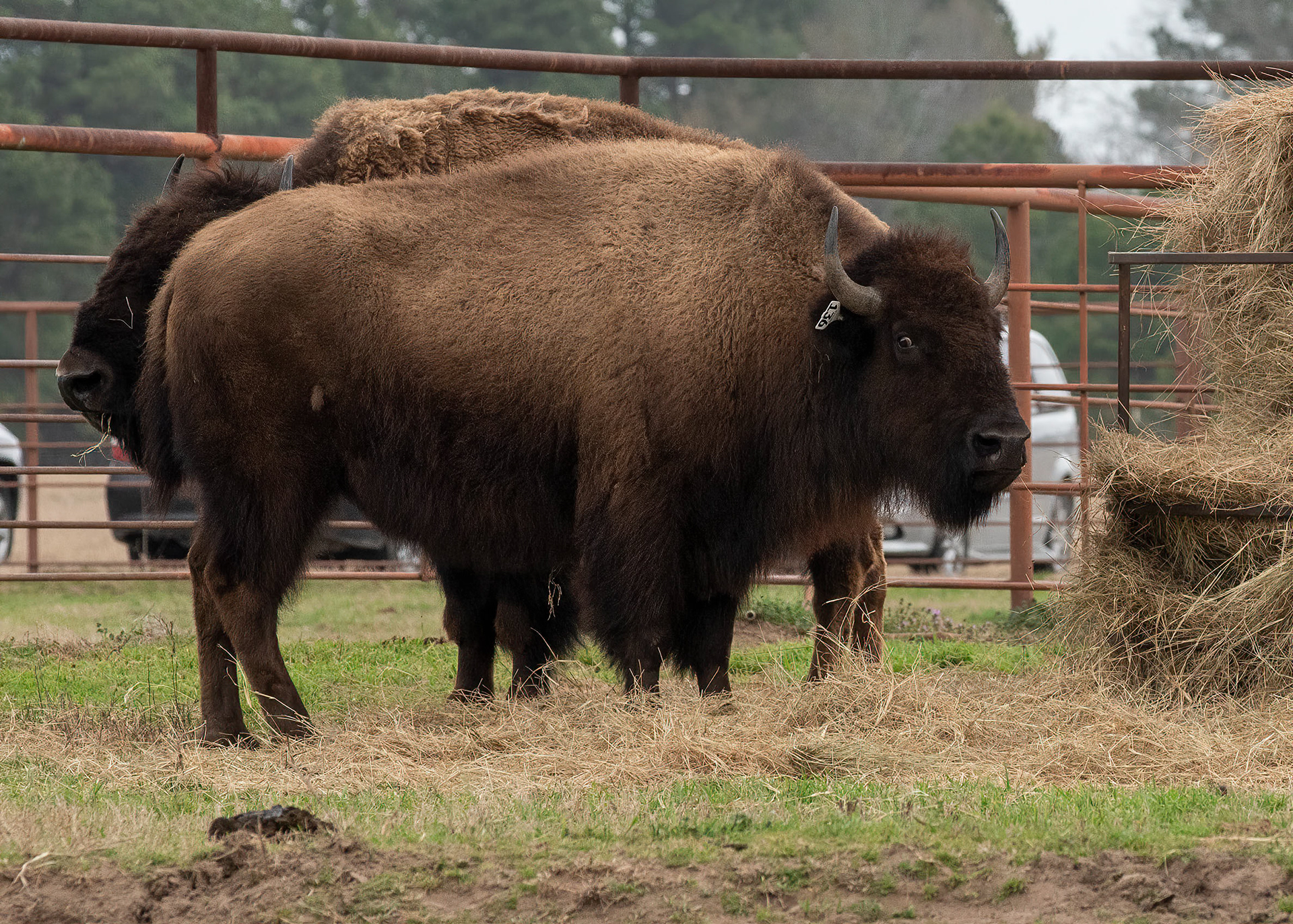 Pasture of sold Bison