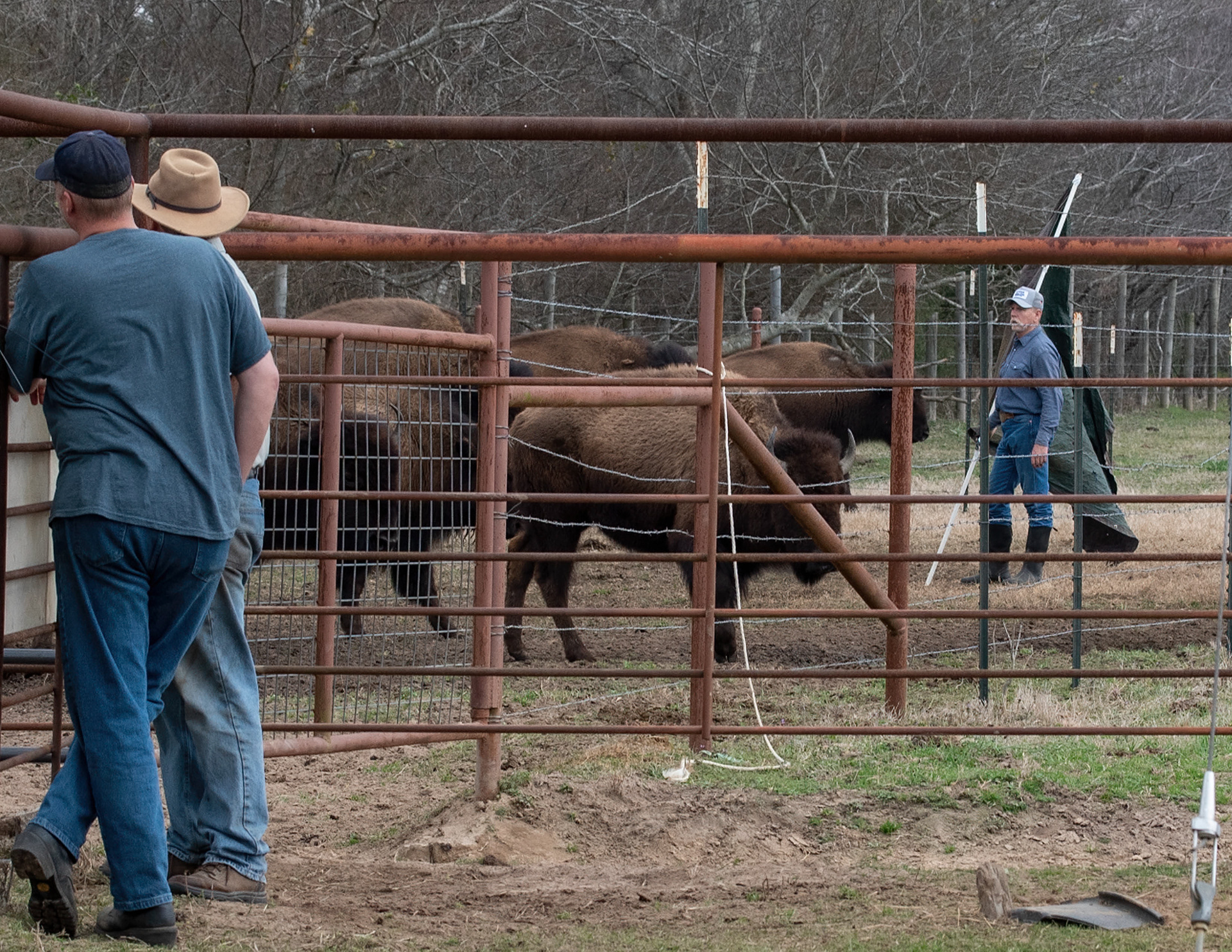 Tim working the herd to separate into the chutes