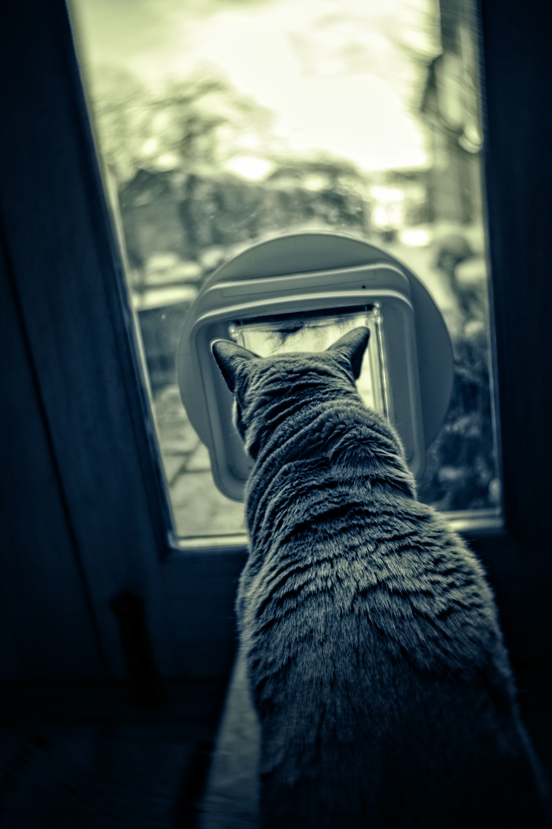 Boris says STAY HOME