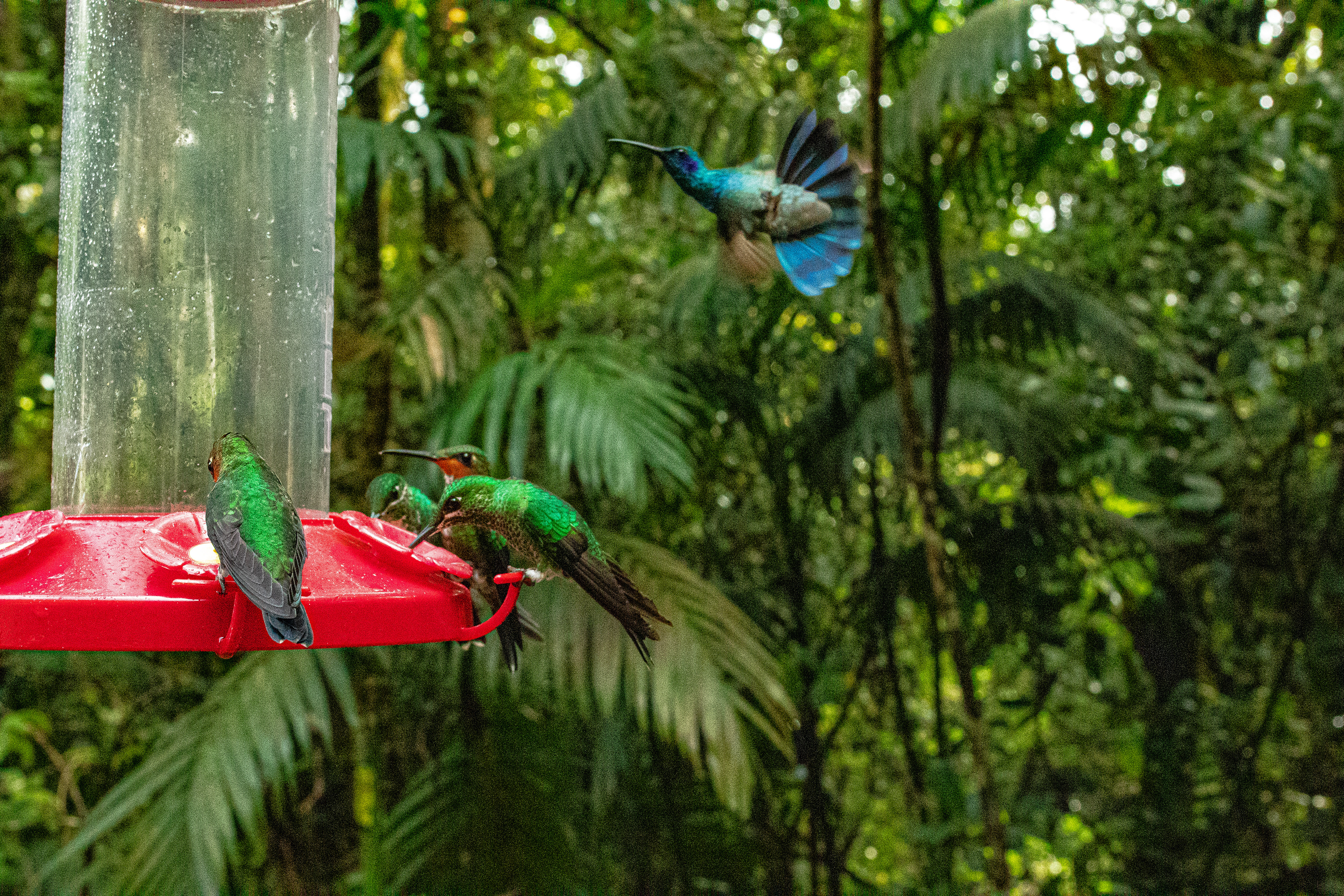 Monteverde, Costa Rica January 2022