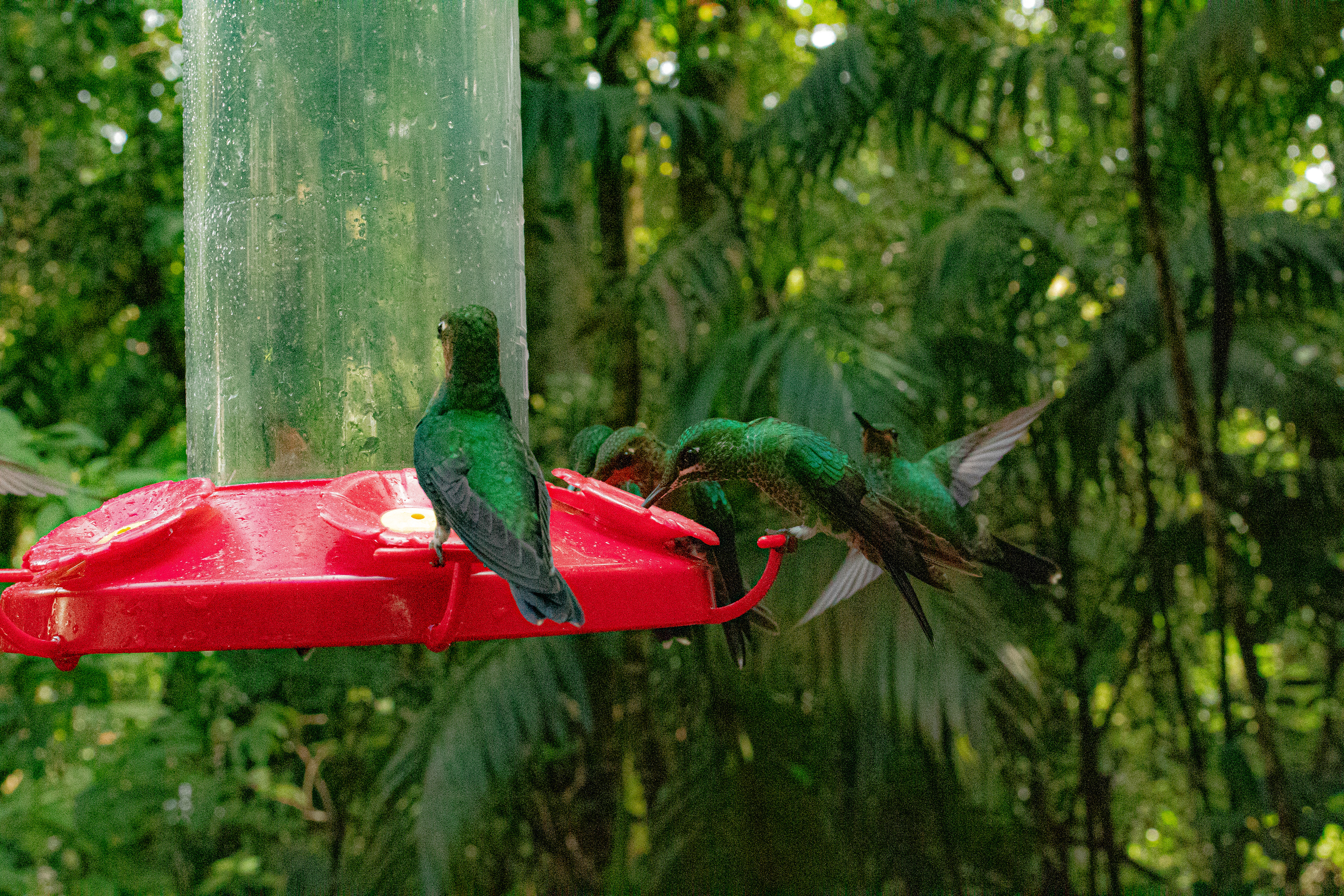 Monteverde, Costa Rica January 2022