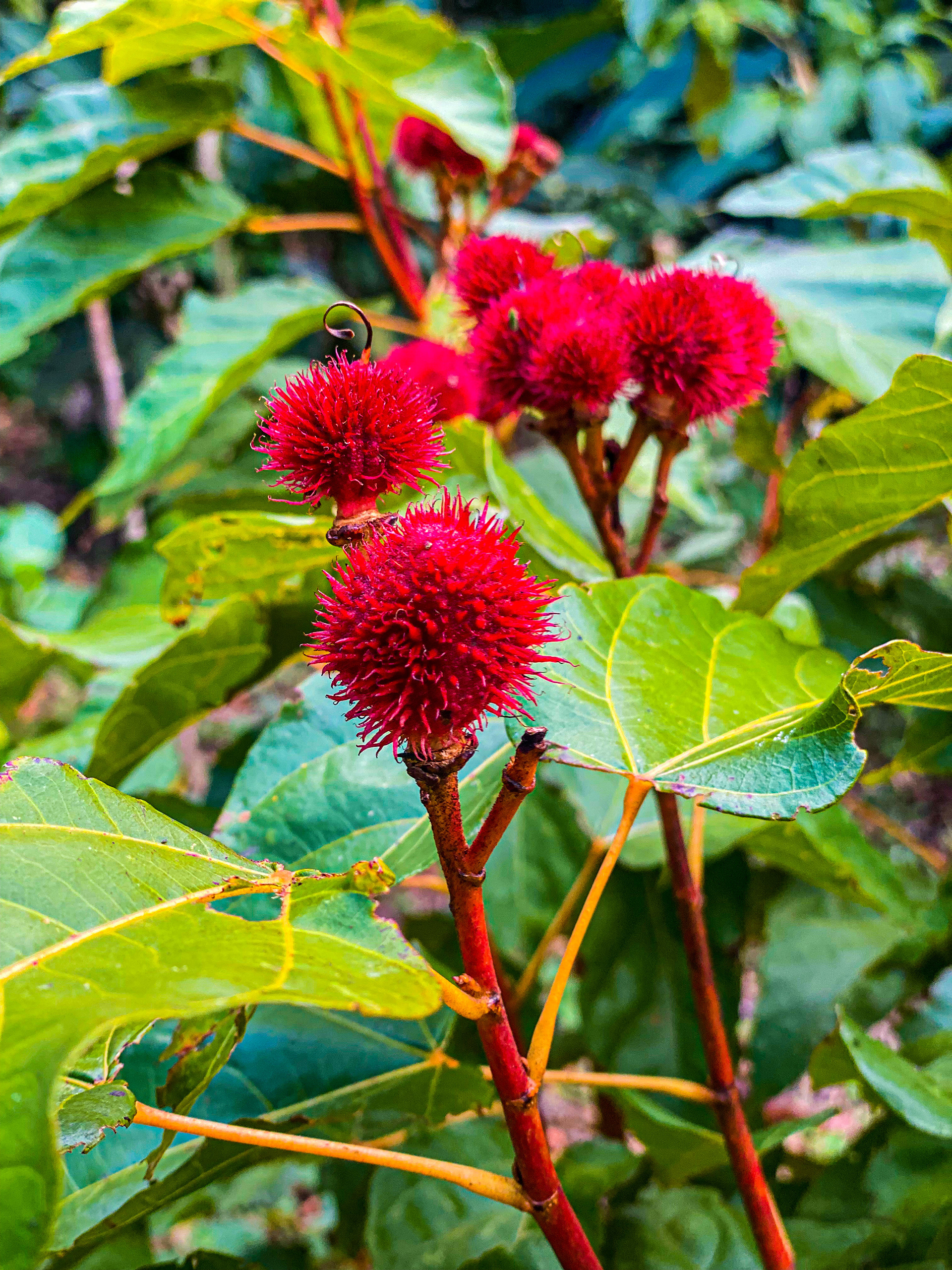 Monteverde, Costa Rica January 2022