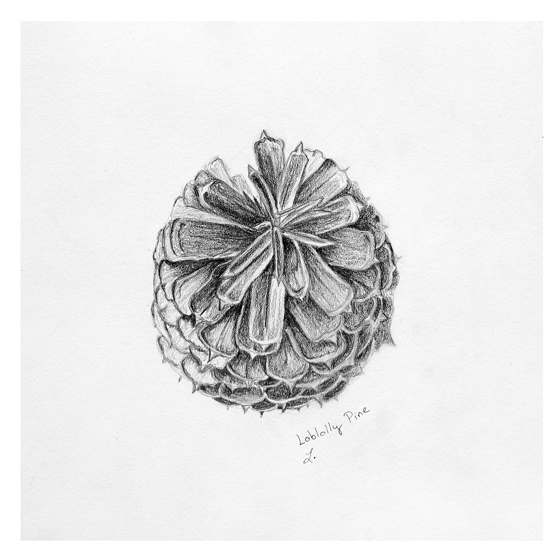 Loblolly Pine Cone, Graphite
