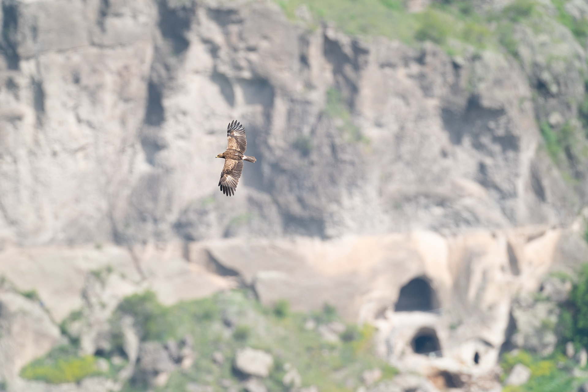 Aigle pomarin - Clanga pomarina - Lesser Spotted Eagle