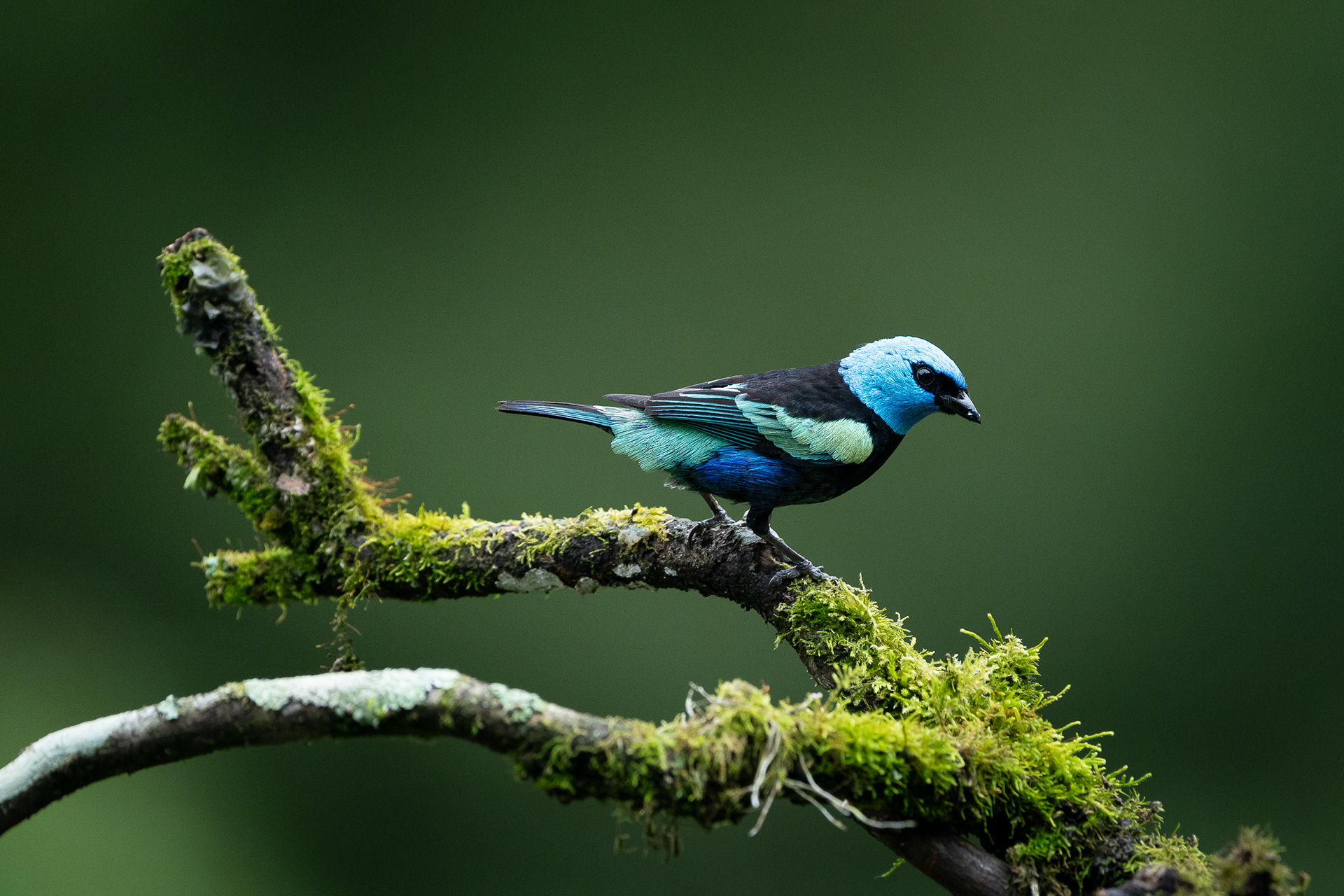 Calliste à cou bleu (granadensis) - Stilpnia cyanicollis granadensis