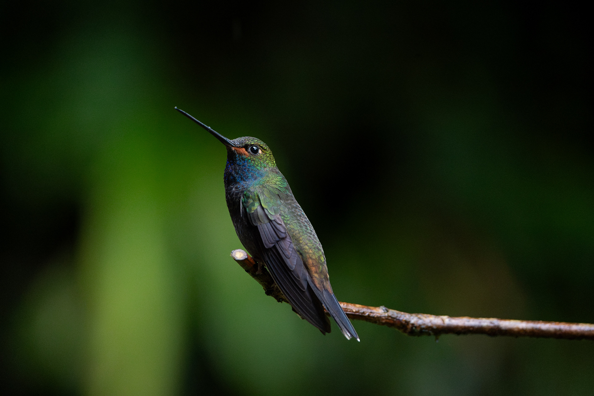 Colibri de Bouguer - Urochroa bougueri