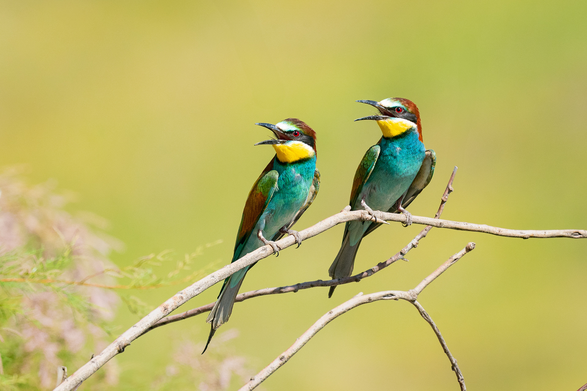 Guêpier d'Europe - Merops apiaster - European Bee-eater