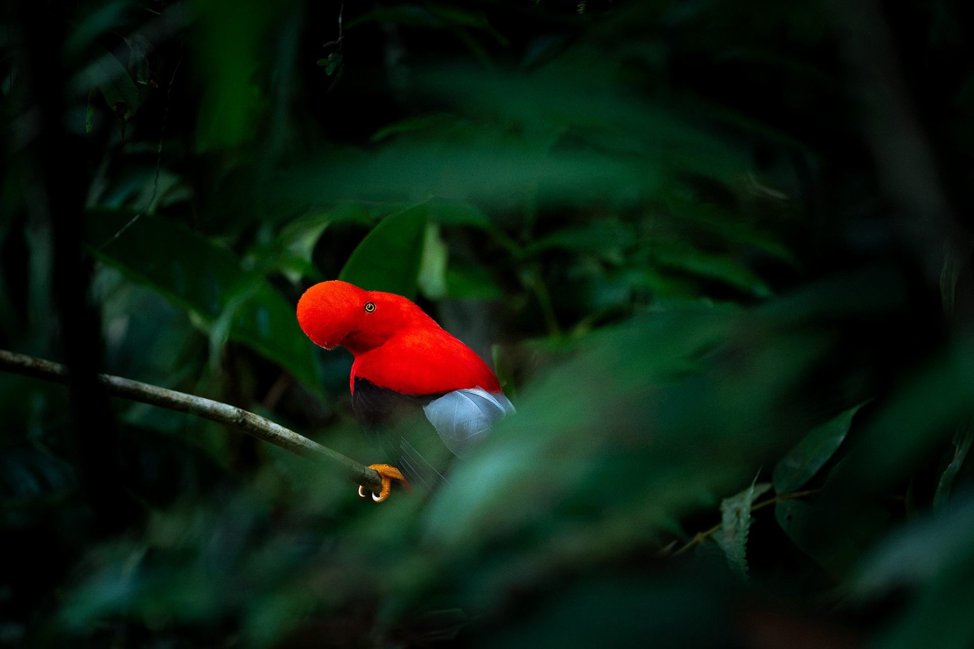 Coq-de-roche péruvien (sanguinolentus) - Rupicola peruvianus sanguinolentus