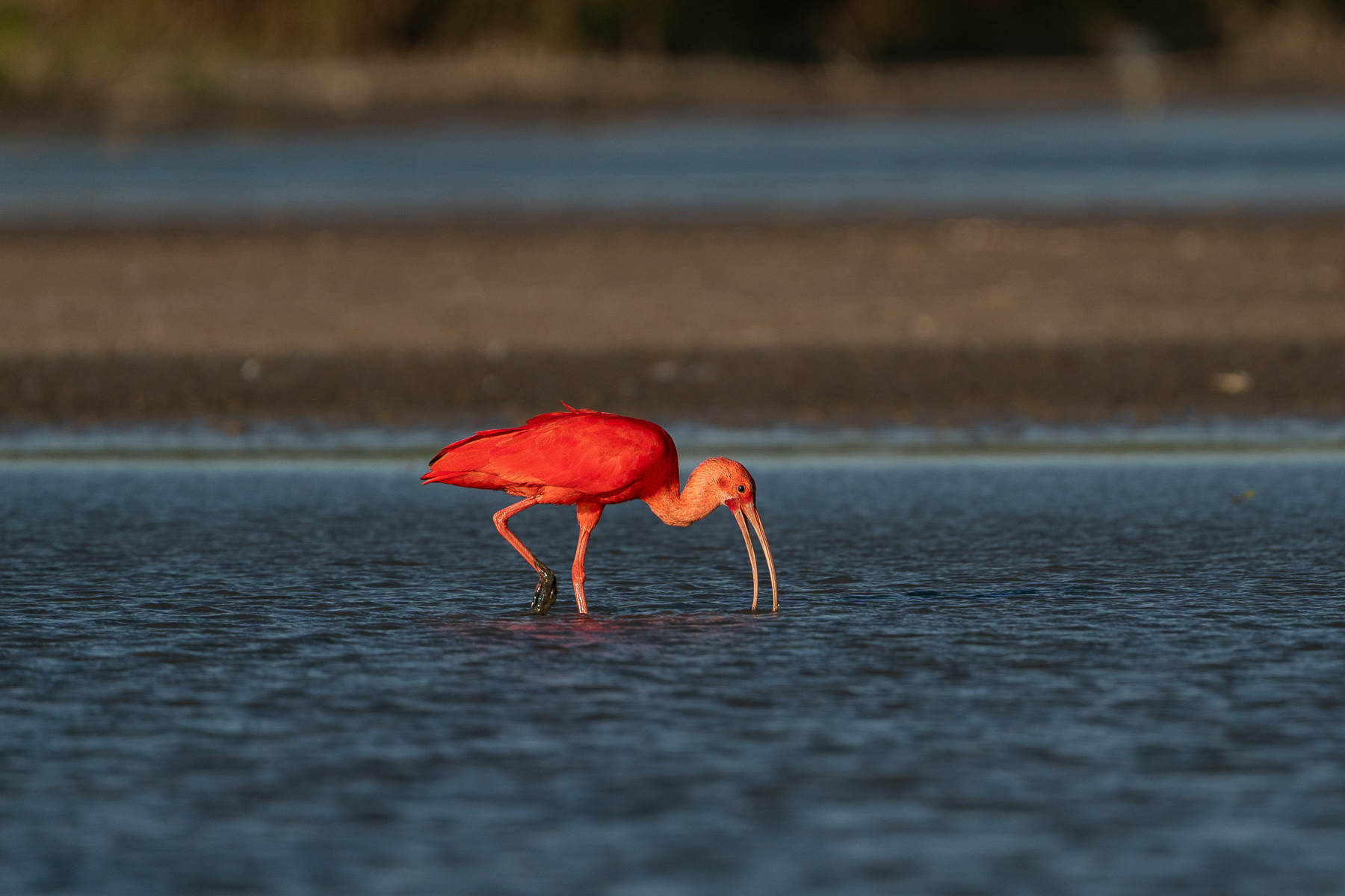 Ibis rouge - Eudocimus ruber
