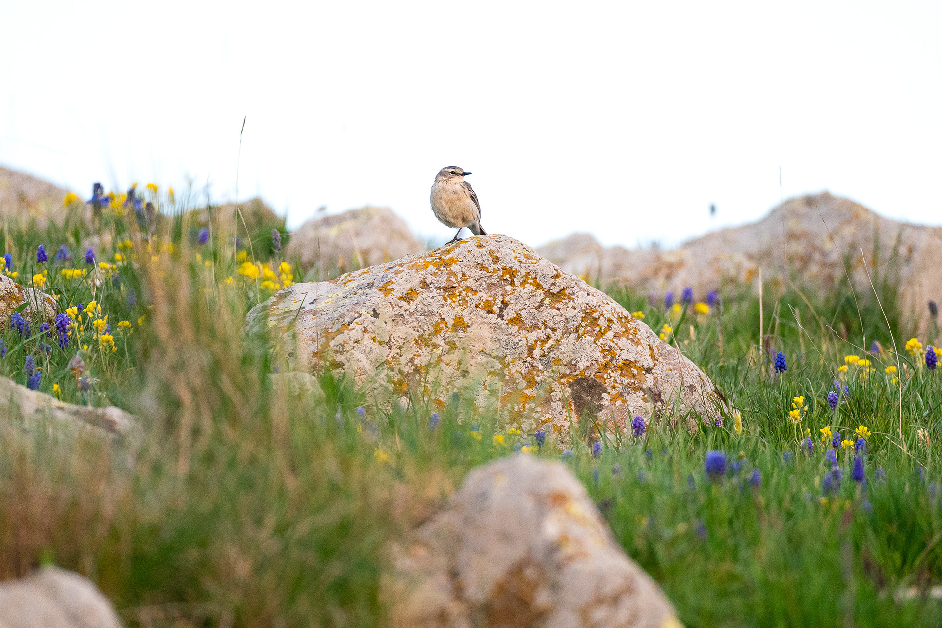 Pipit spioncelle (coutellii) - Anthus spinoletta coutellii