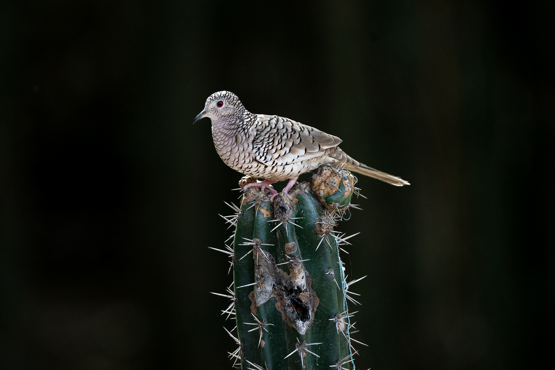 Colombe écaillée (ridgwayi) - Columbina squammata ridgwayi