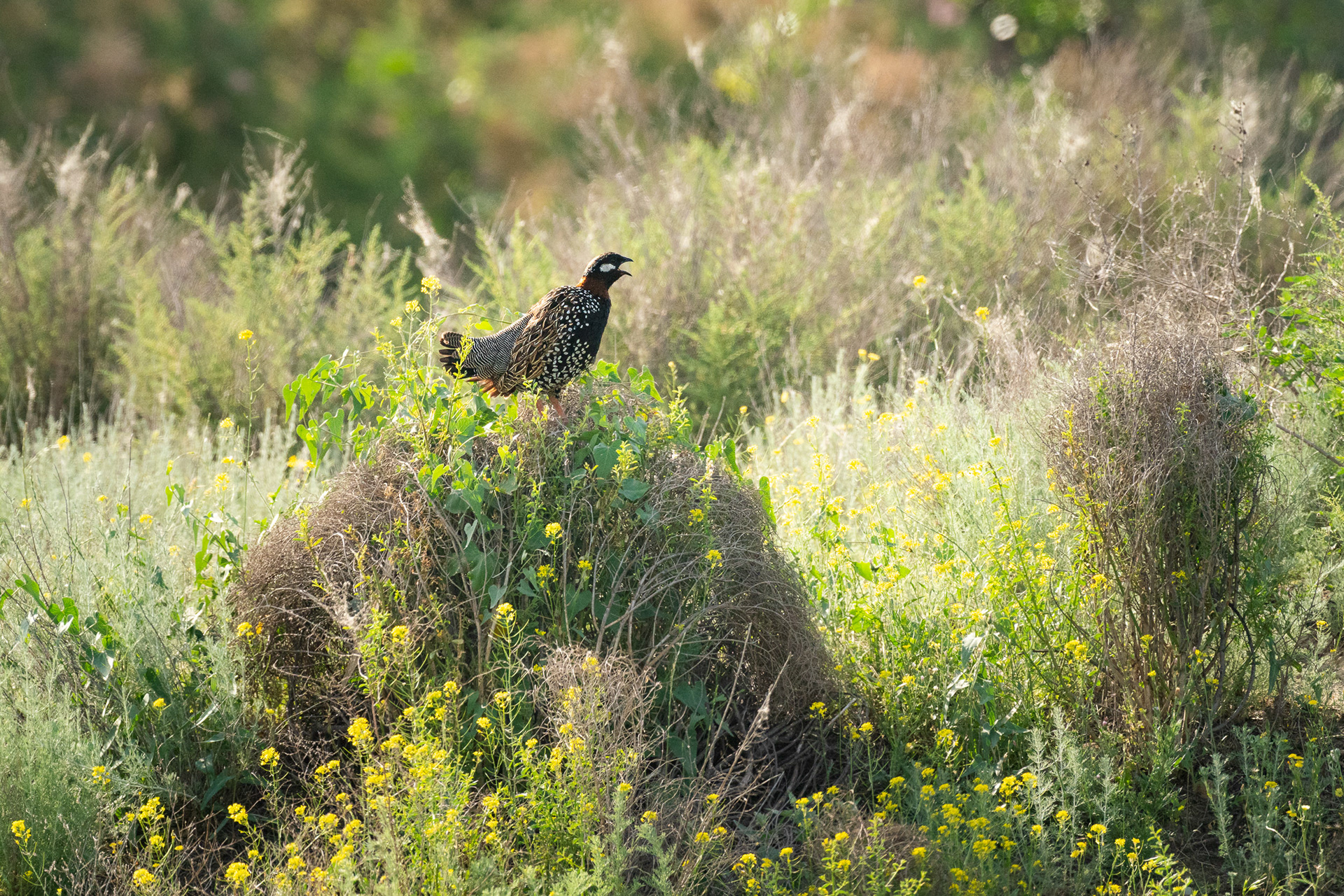Francolin noir - Francolinus francolinus francolinus