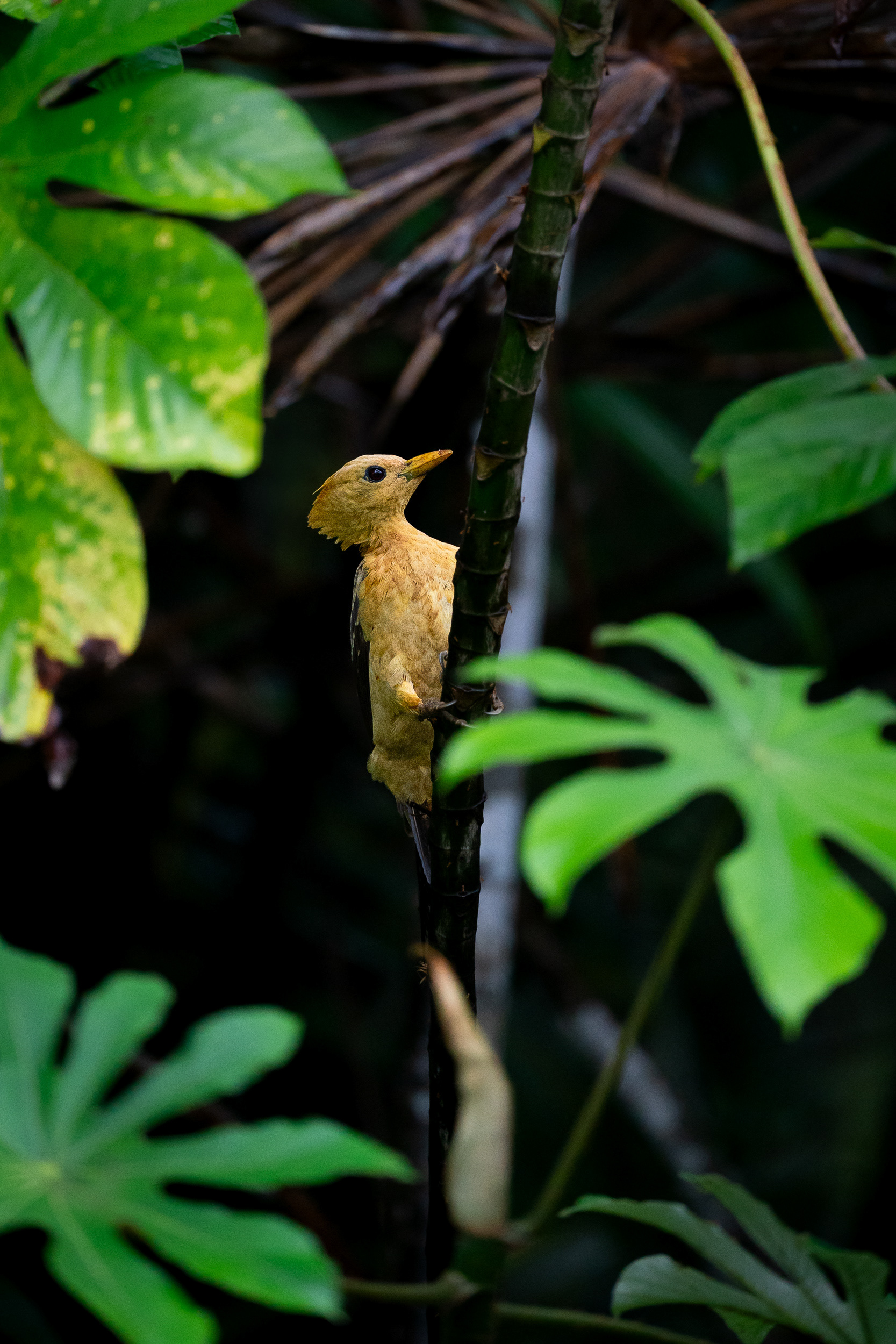 Pic jaune - Celeus flavus flavus