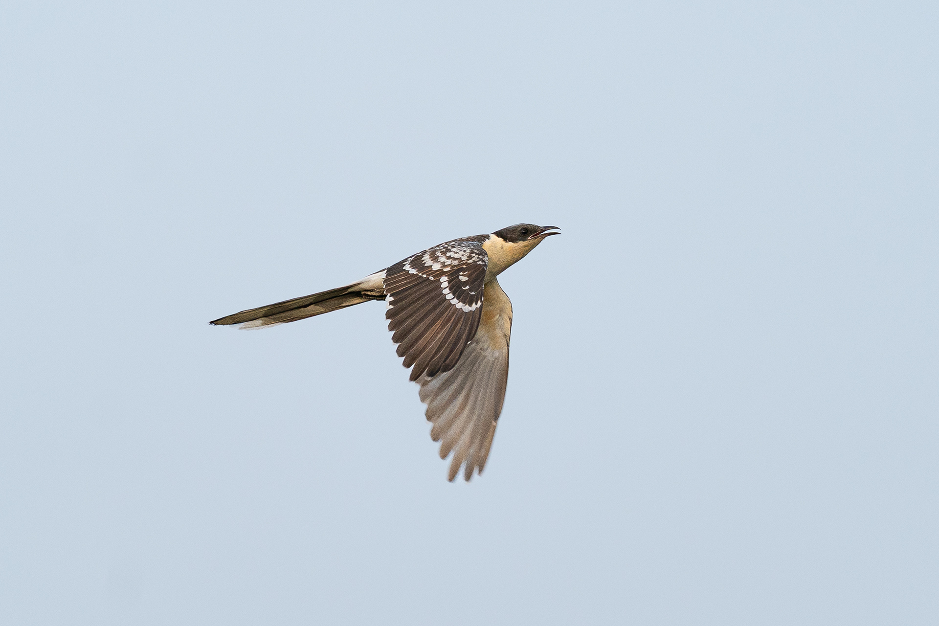 Coucou geai - Clamator glandarius - Great Spotted Cuckoo