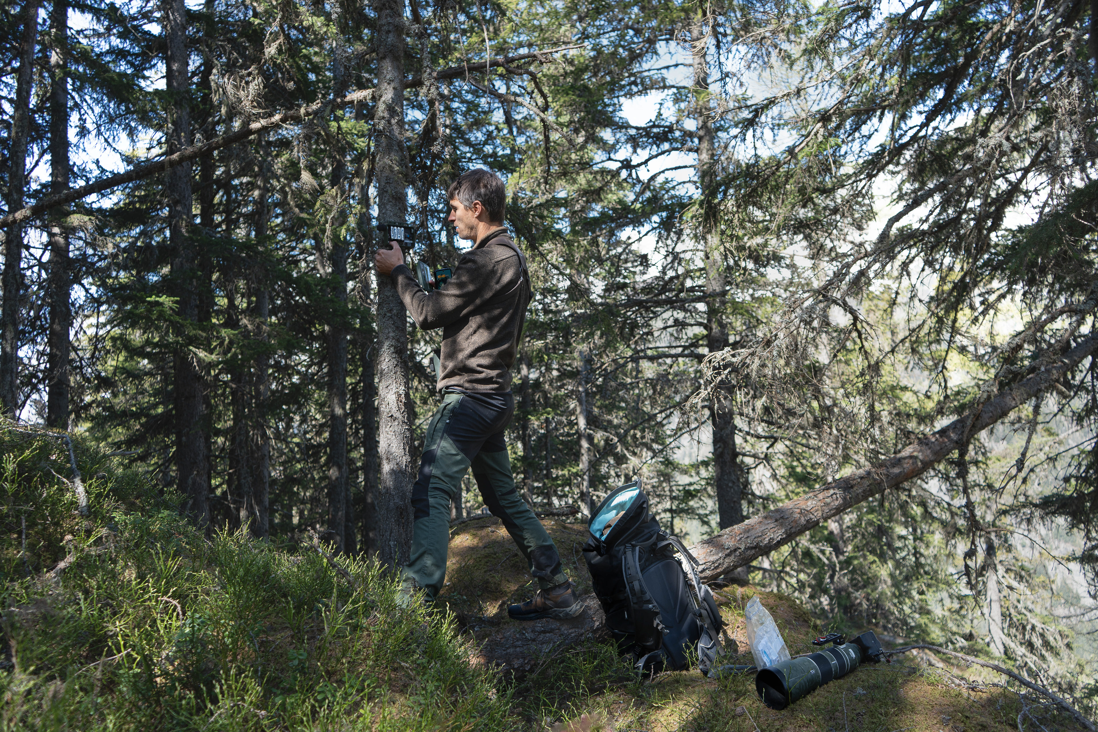Relevé dans une veille forêt pour le suivi acoustique du Pic tridactyle.