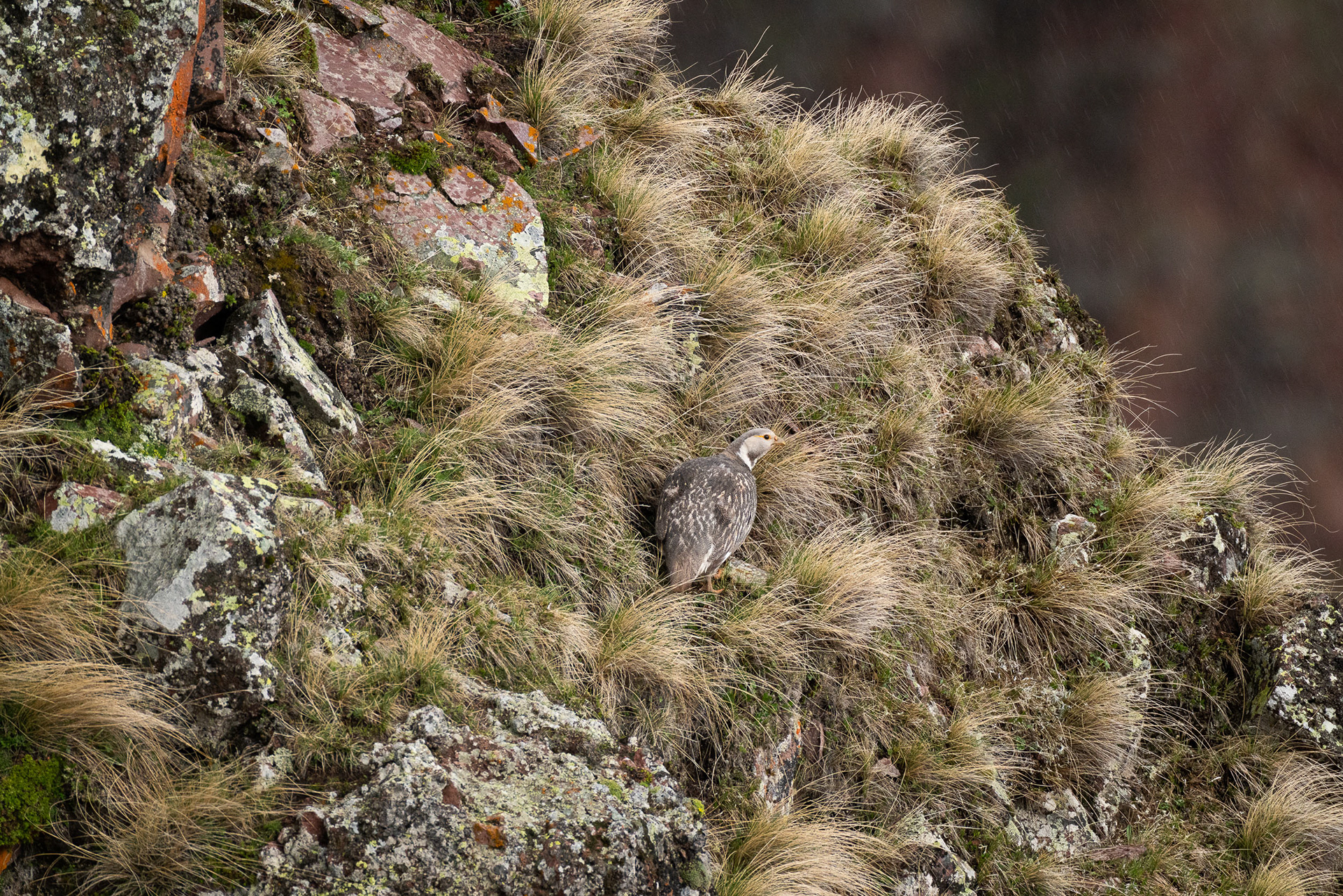 Tétraogalle du Caucase - Tetraogallus caucasicus
