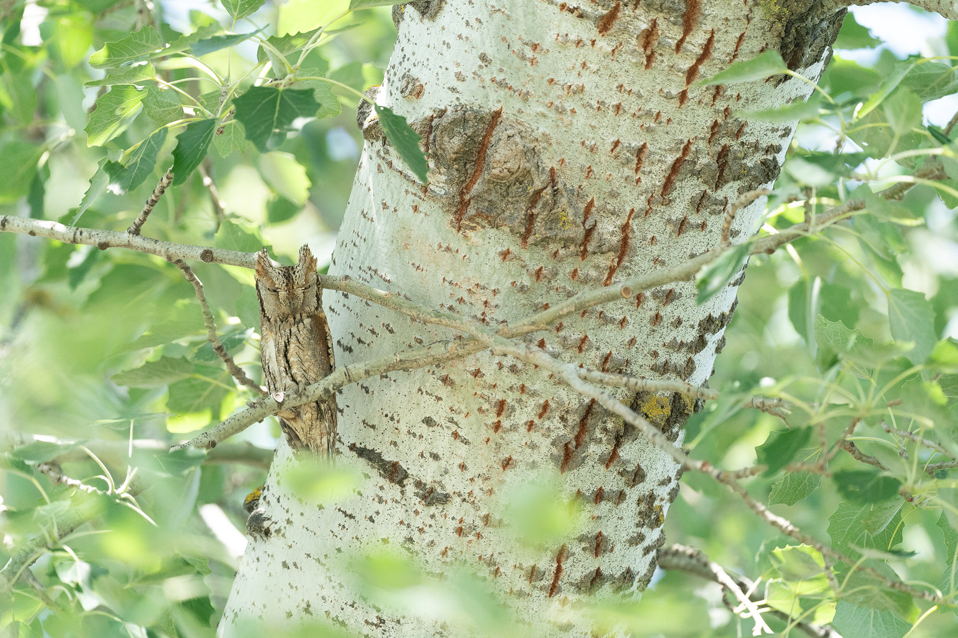 Petit-duc scops - Otus scops scops