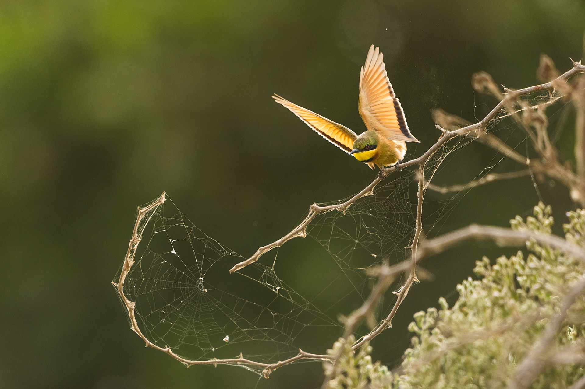 Guêpier nain - Merops pusillus pusillus