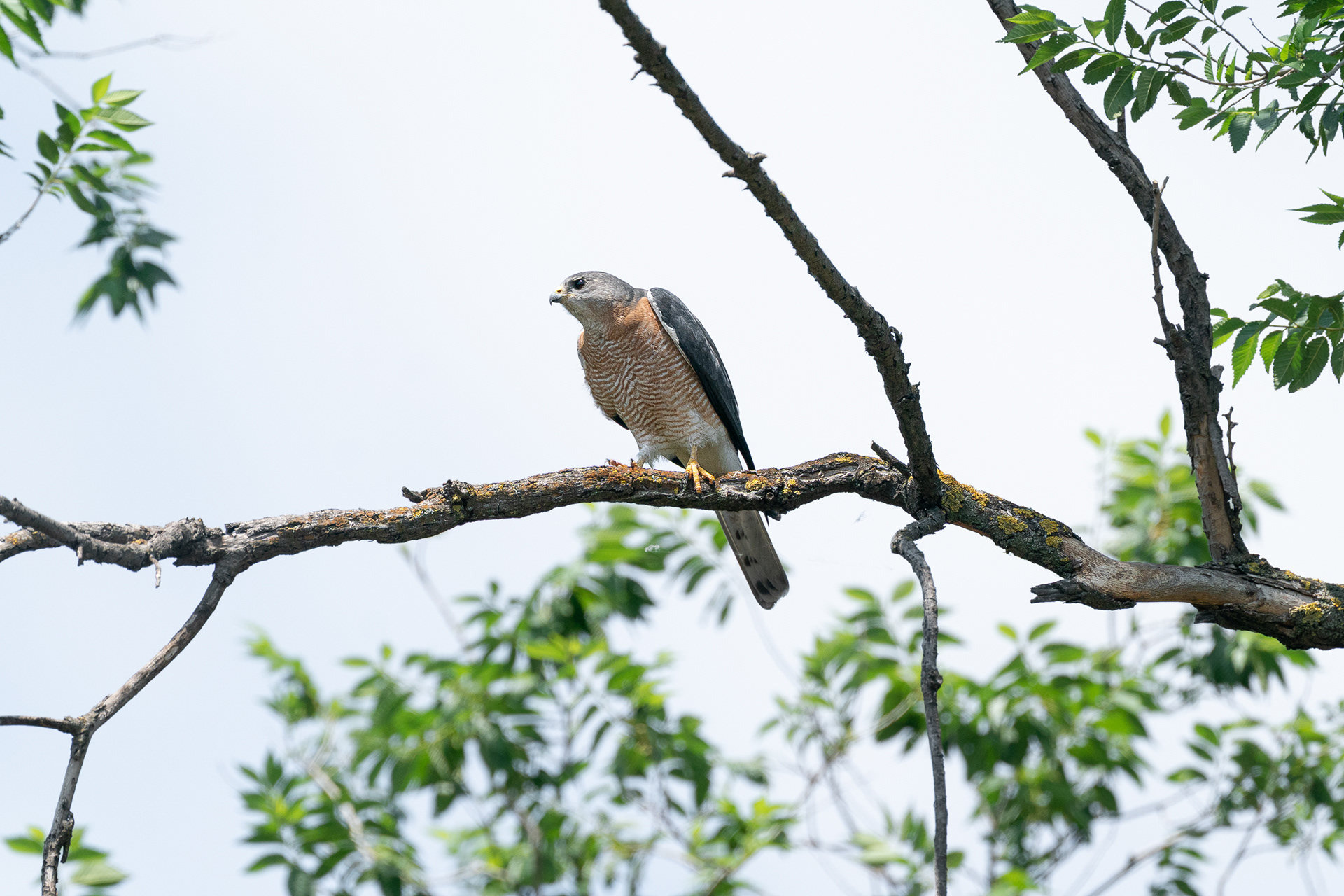 Épervier à pieds courts - Tachyspiza brevipes - Levant Sparrowhawk