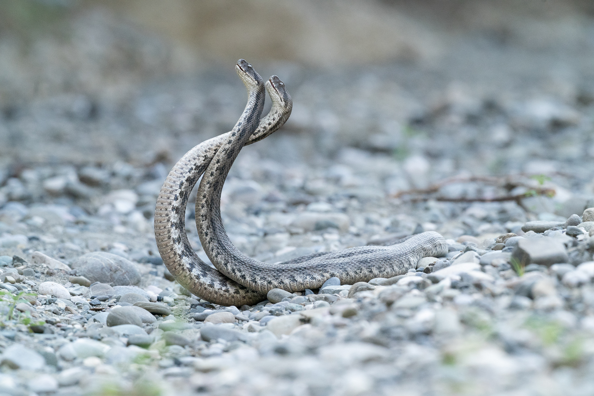 Vipère lébétine (obtusa) - Macrovipera lebetinus obtusa