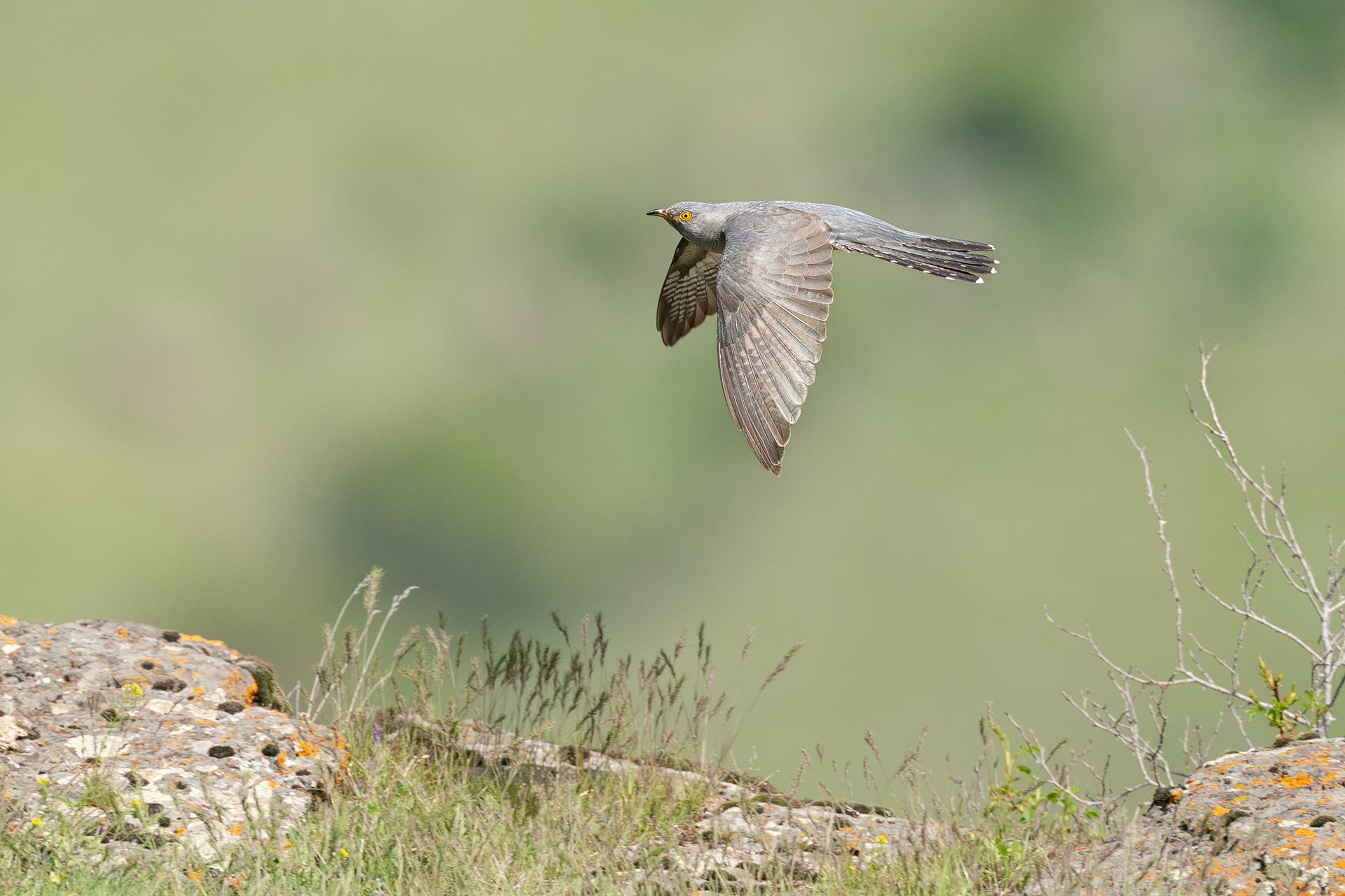 Coucou gris - Cuculus canorus canorus