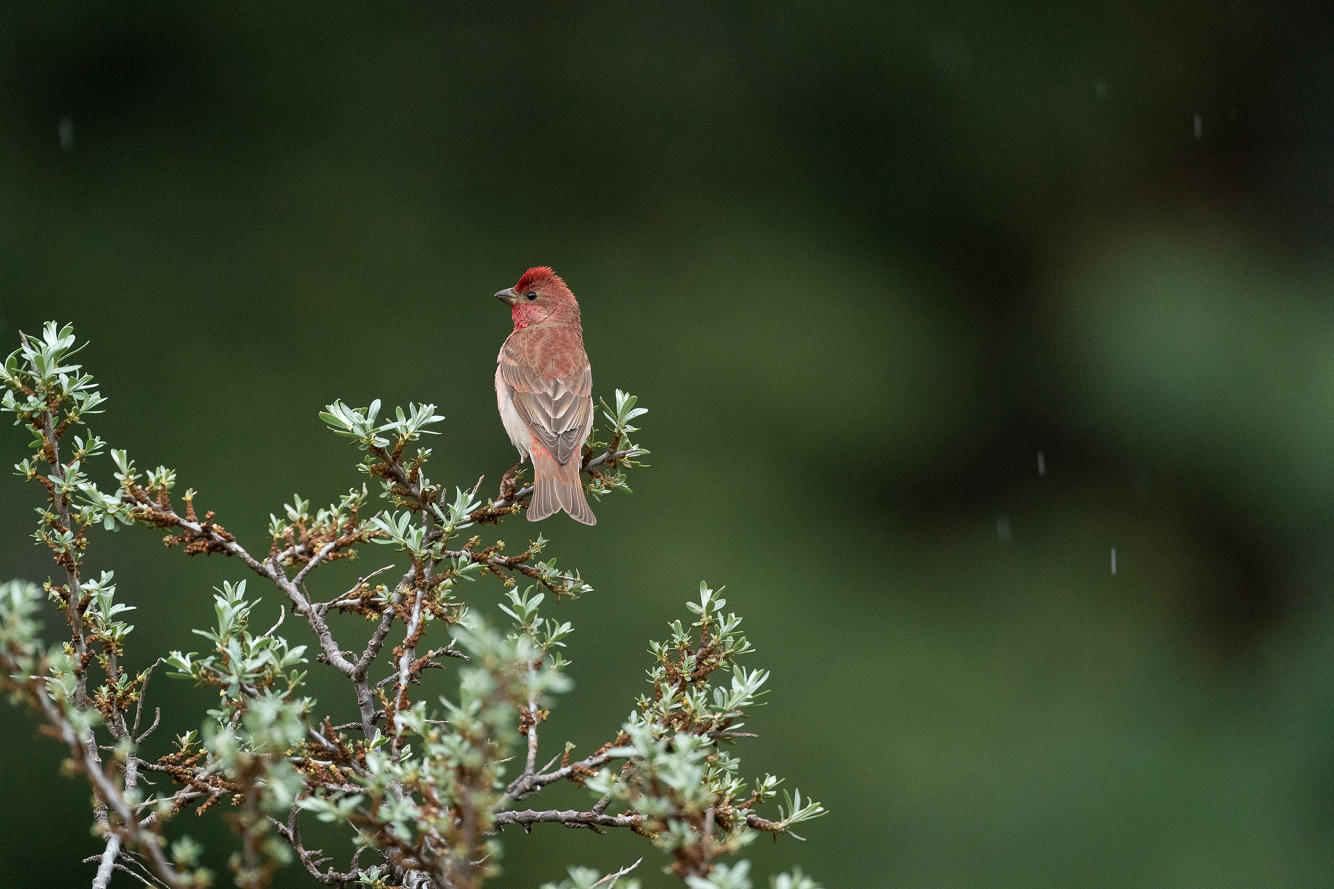 Roselin cramoisi (kubanensis) - Carpodacus erythrinus kubanensis