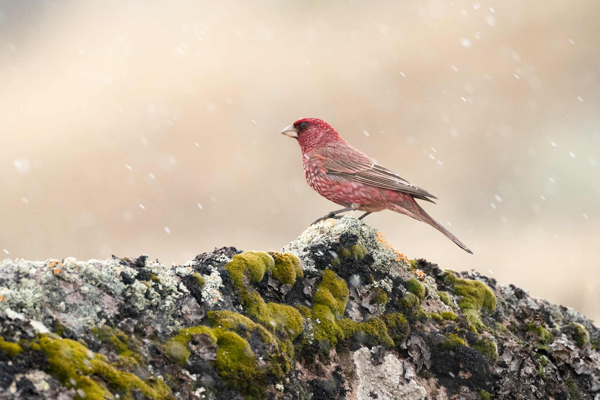 Roselin tacheté - Carpodacus rubicilla rubicilla - Great Rosefinch