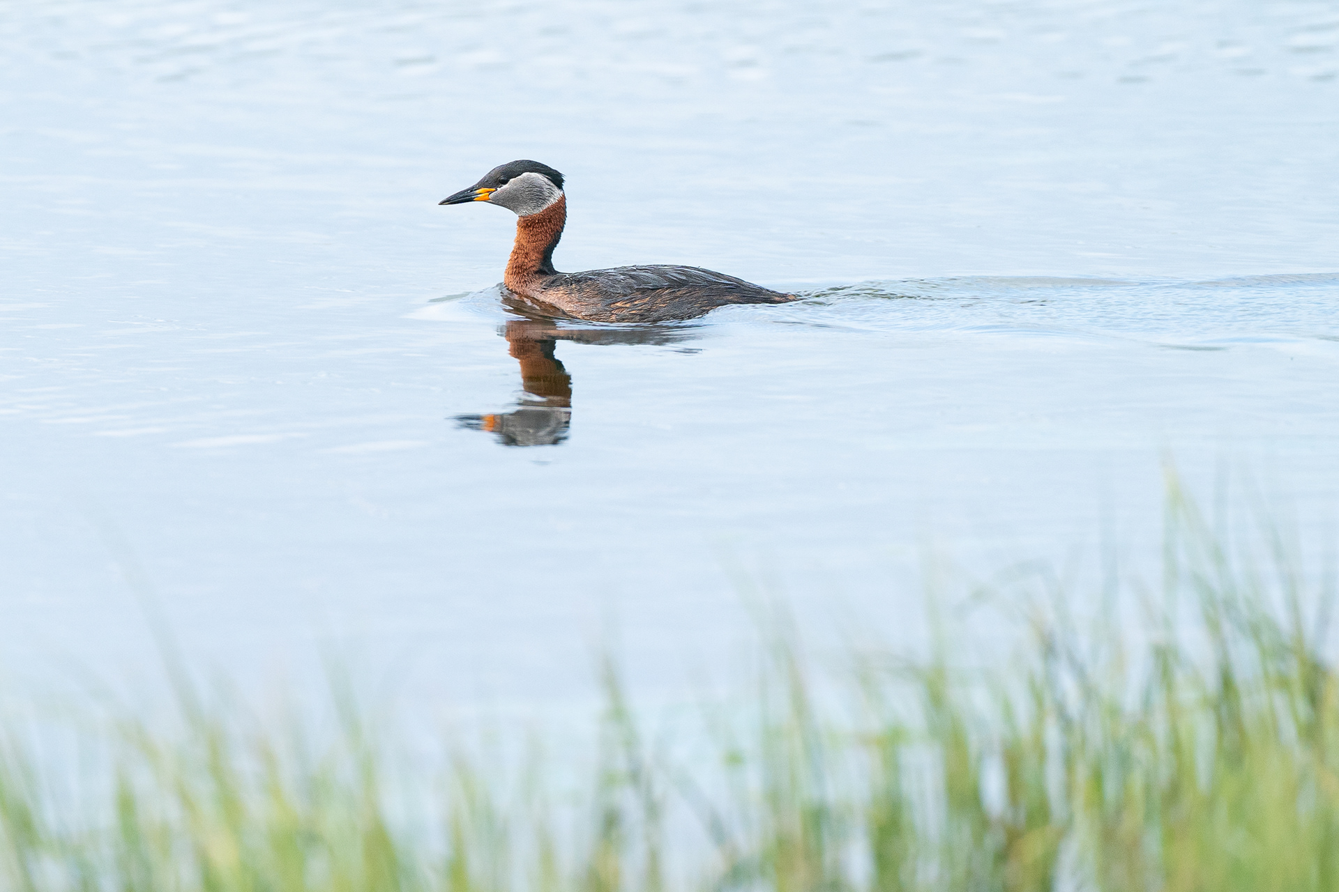 Grèbe jougris - Podiceps grisegena grisegena