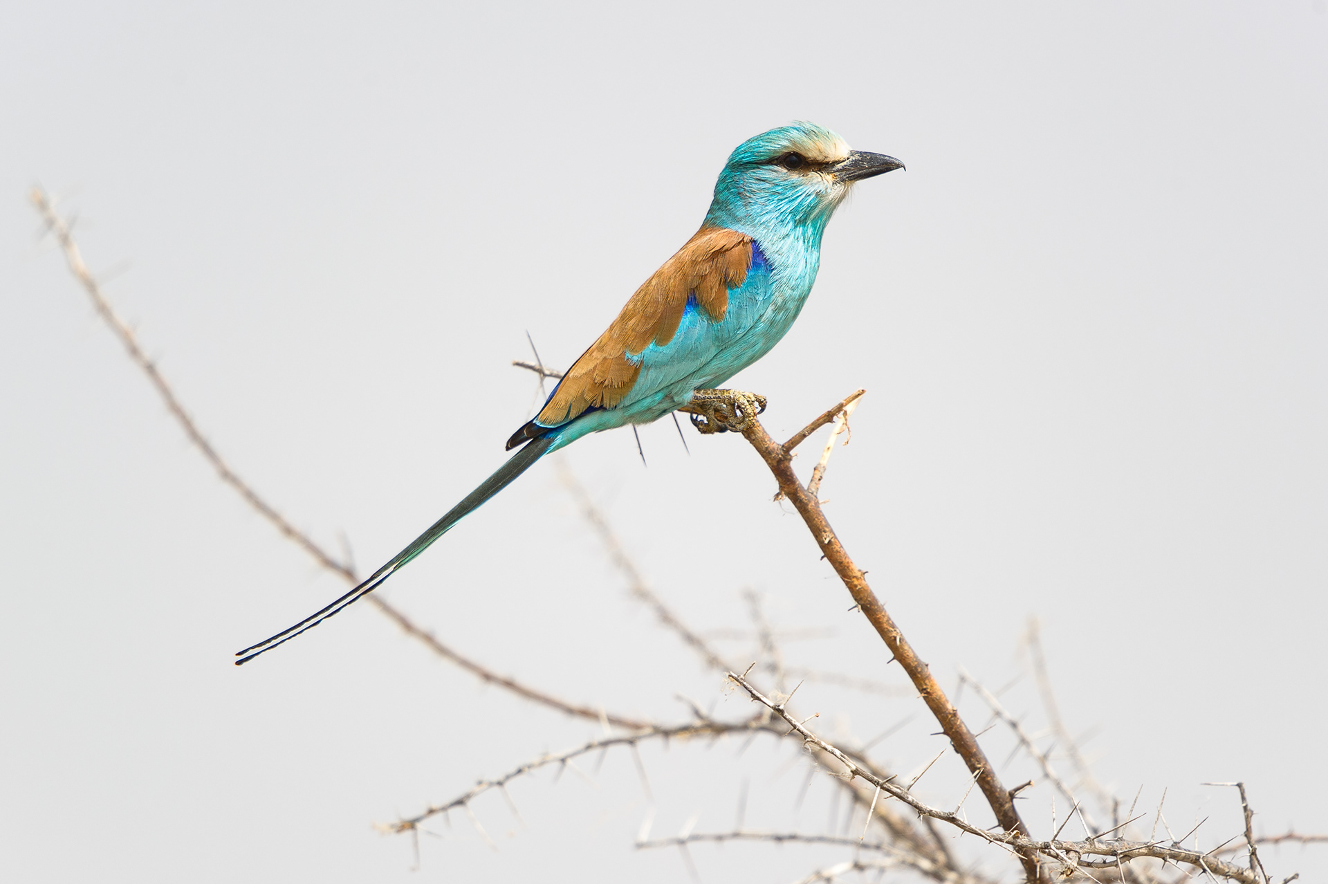 Rollier d'Abyssinie - Coracias abyssinicus