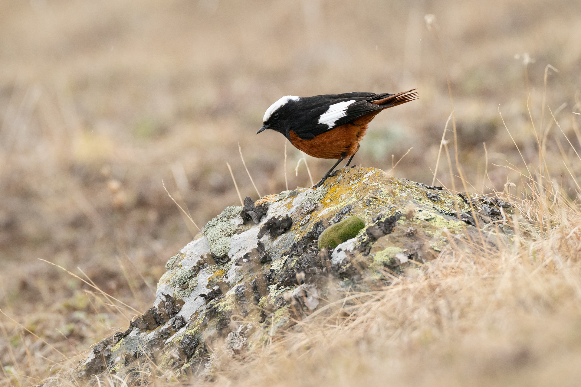  Rougequeue de Güldenstädt - Phoenicurus erythrogastrus erythrogastrus