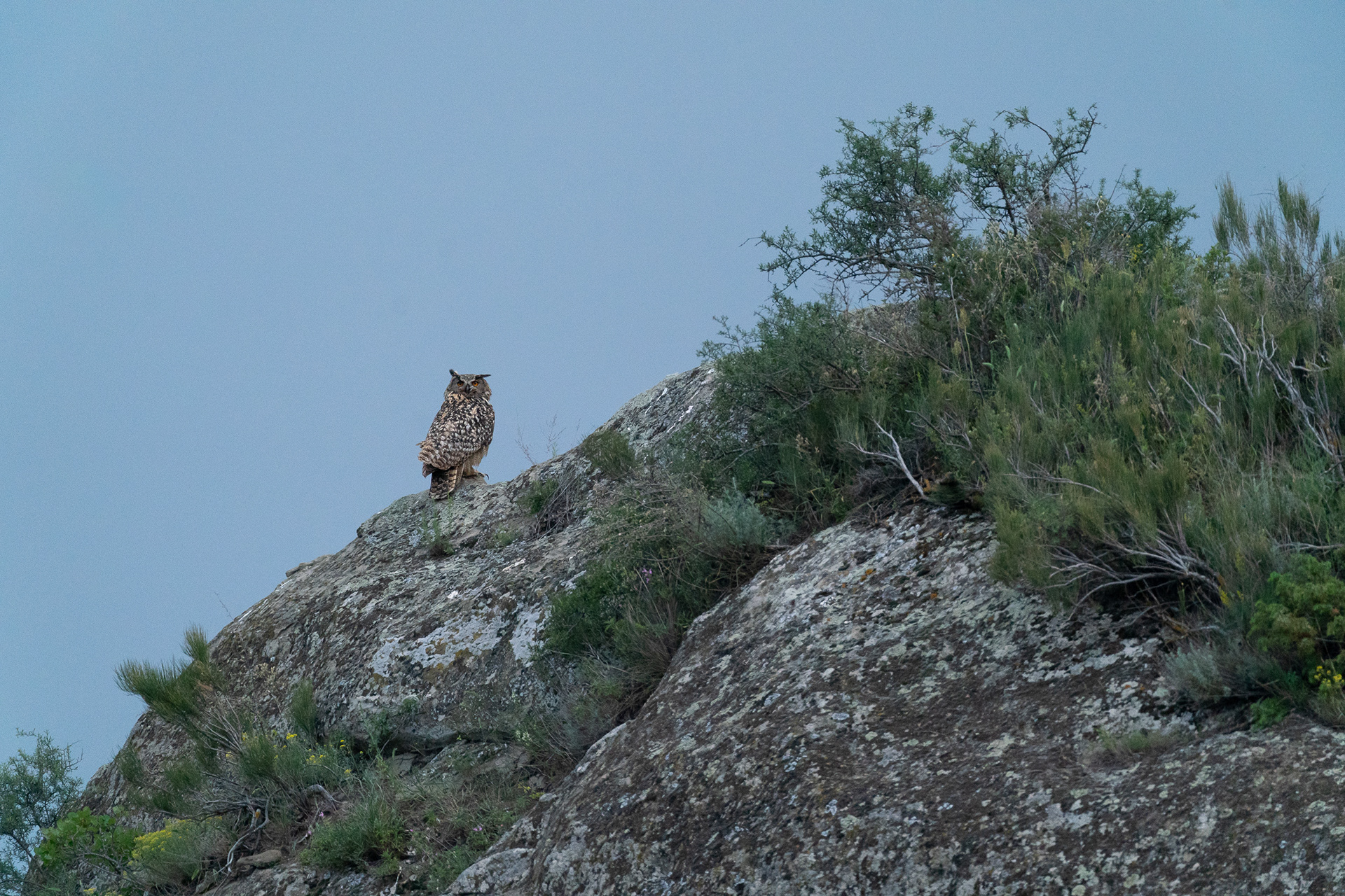 Grand-duc d'Europe (interpositus) - Bubo bubo interpositus