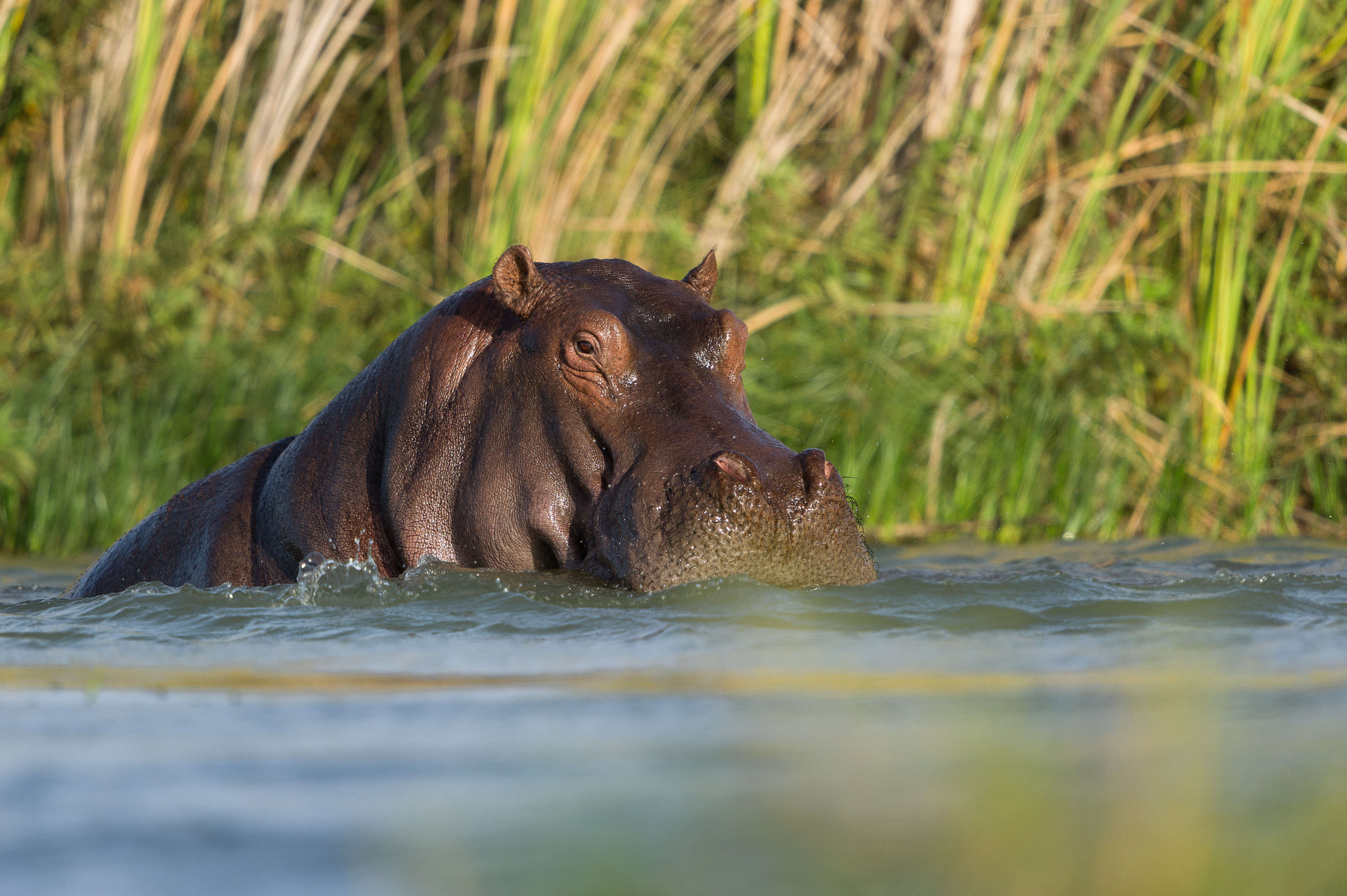 Grand Hippopotame - Hippopotamus amphibius amphibius