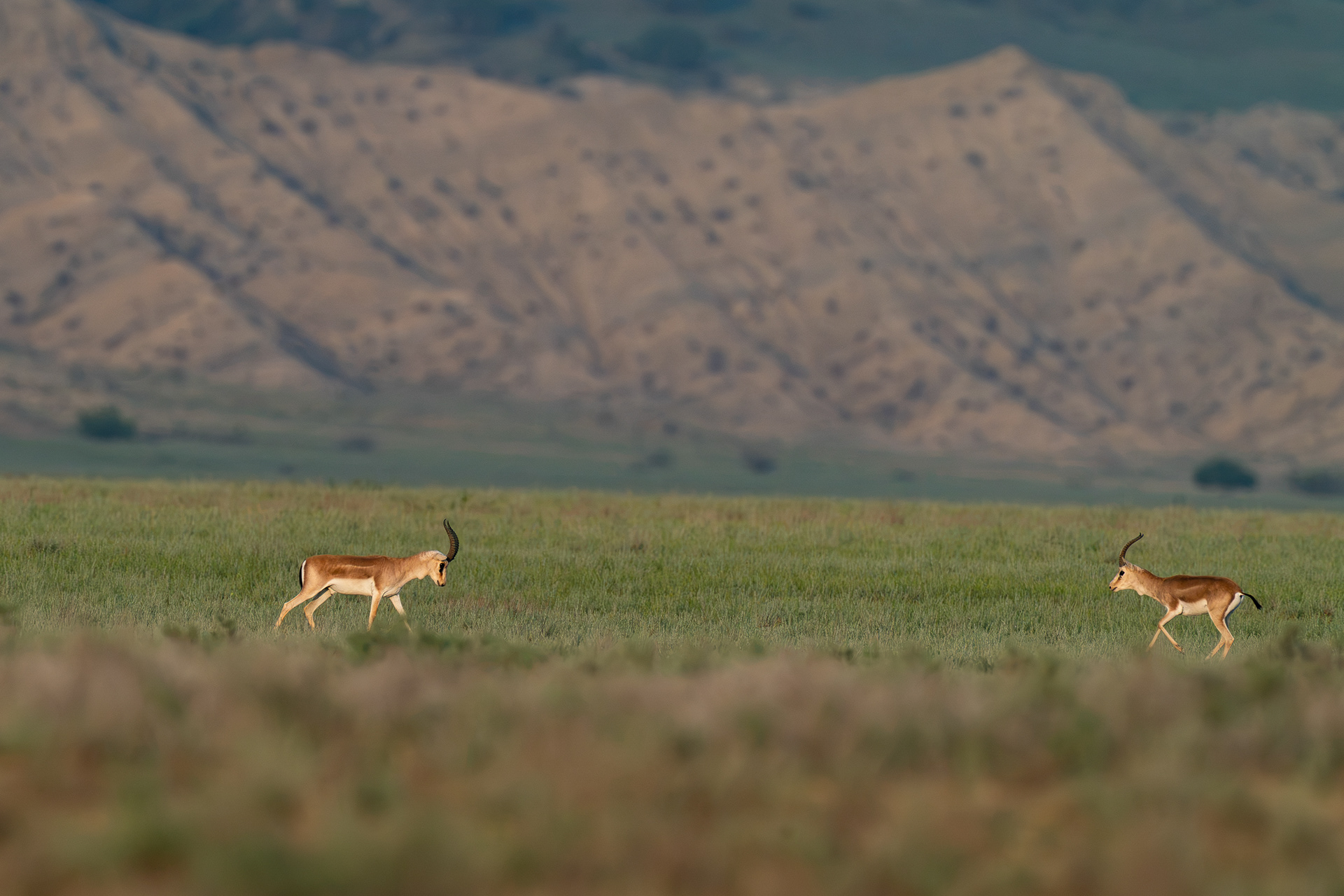 Gazelle à goitre - Gazella subgutturosa