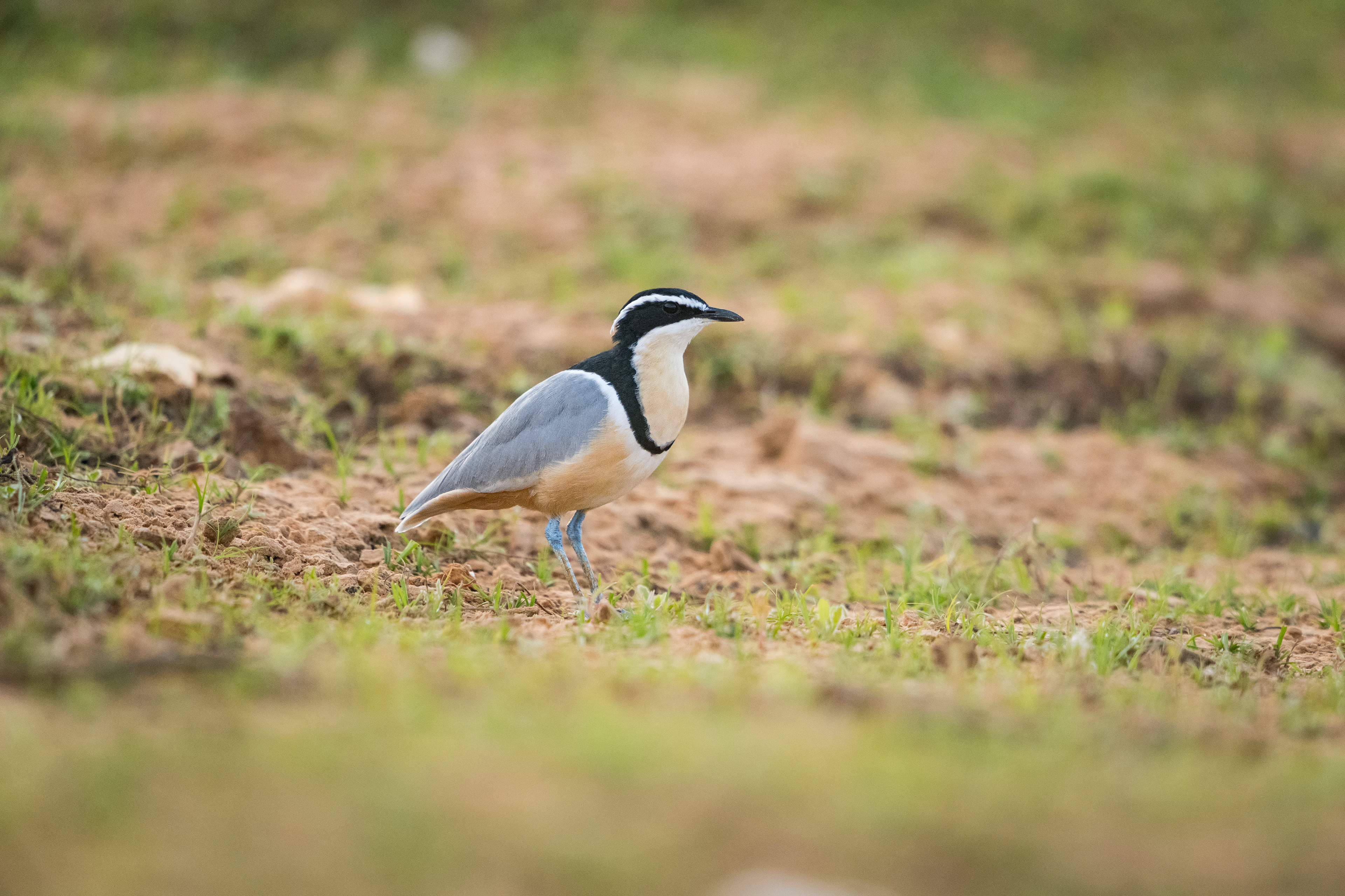 Pluvian fluviatile - Pluvianus aegyptius