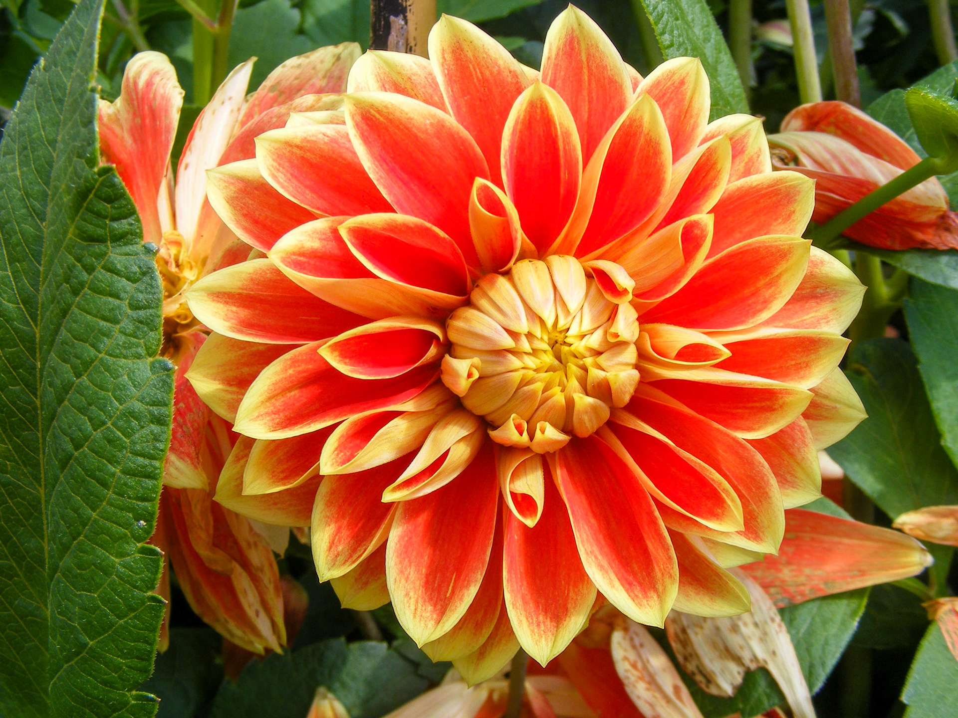 Orange and Yellow Dahlia Pinnata
