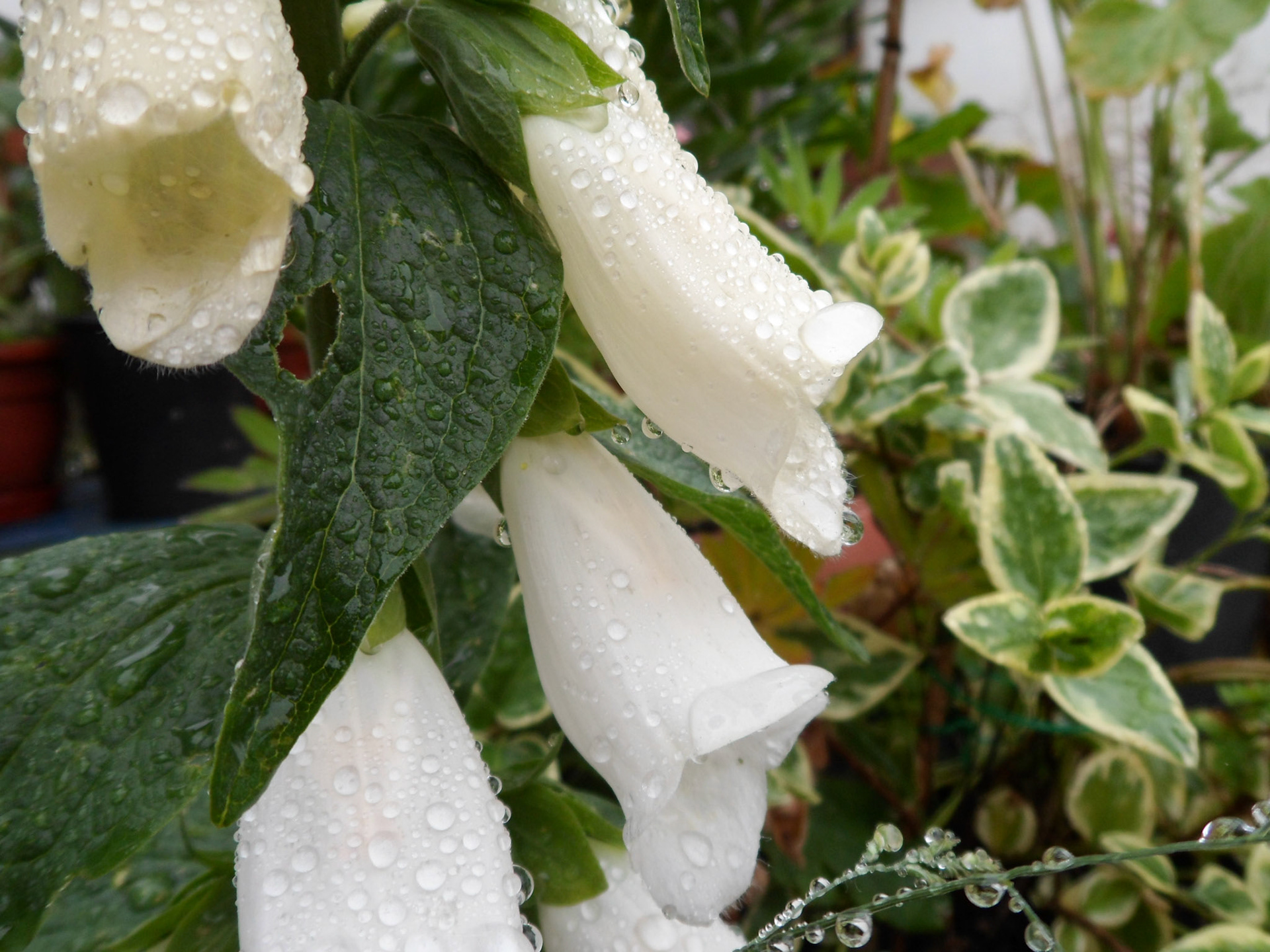 White Foxglove in the Rain
