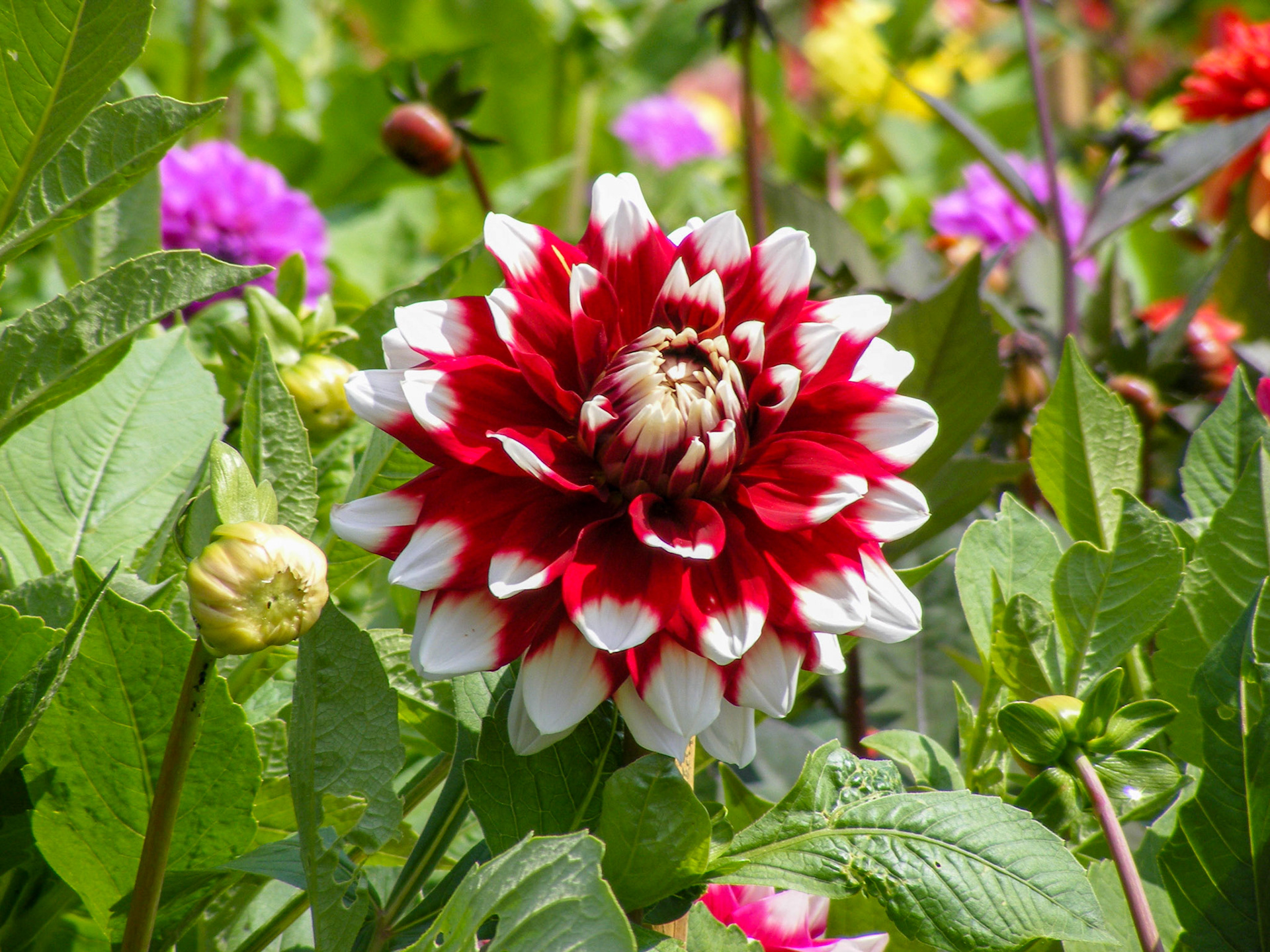 Red Empire Dahlia