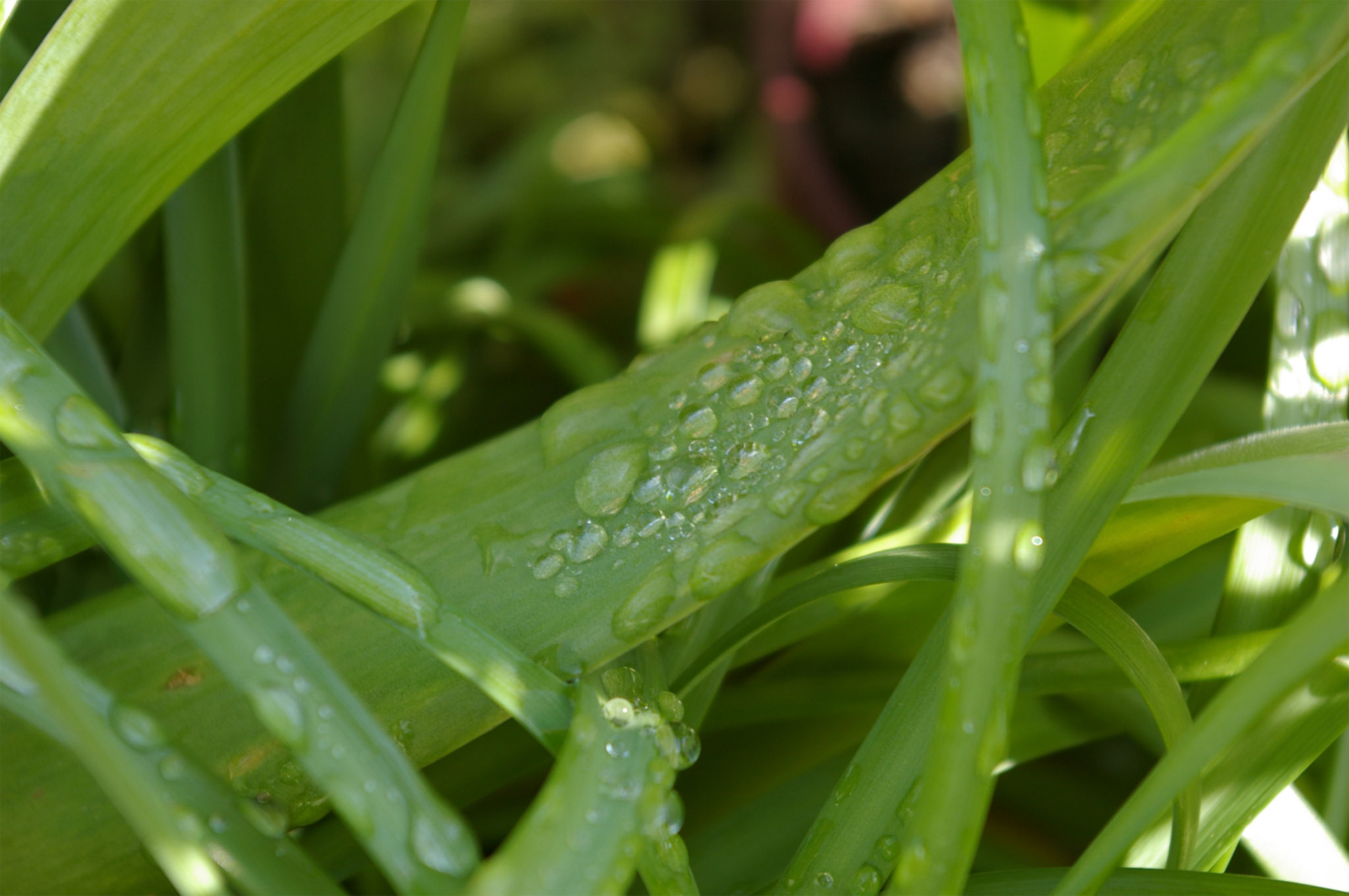 Raindrops on Wild Grass