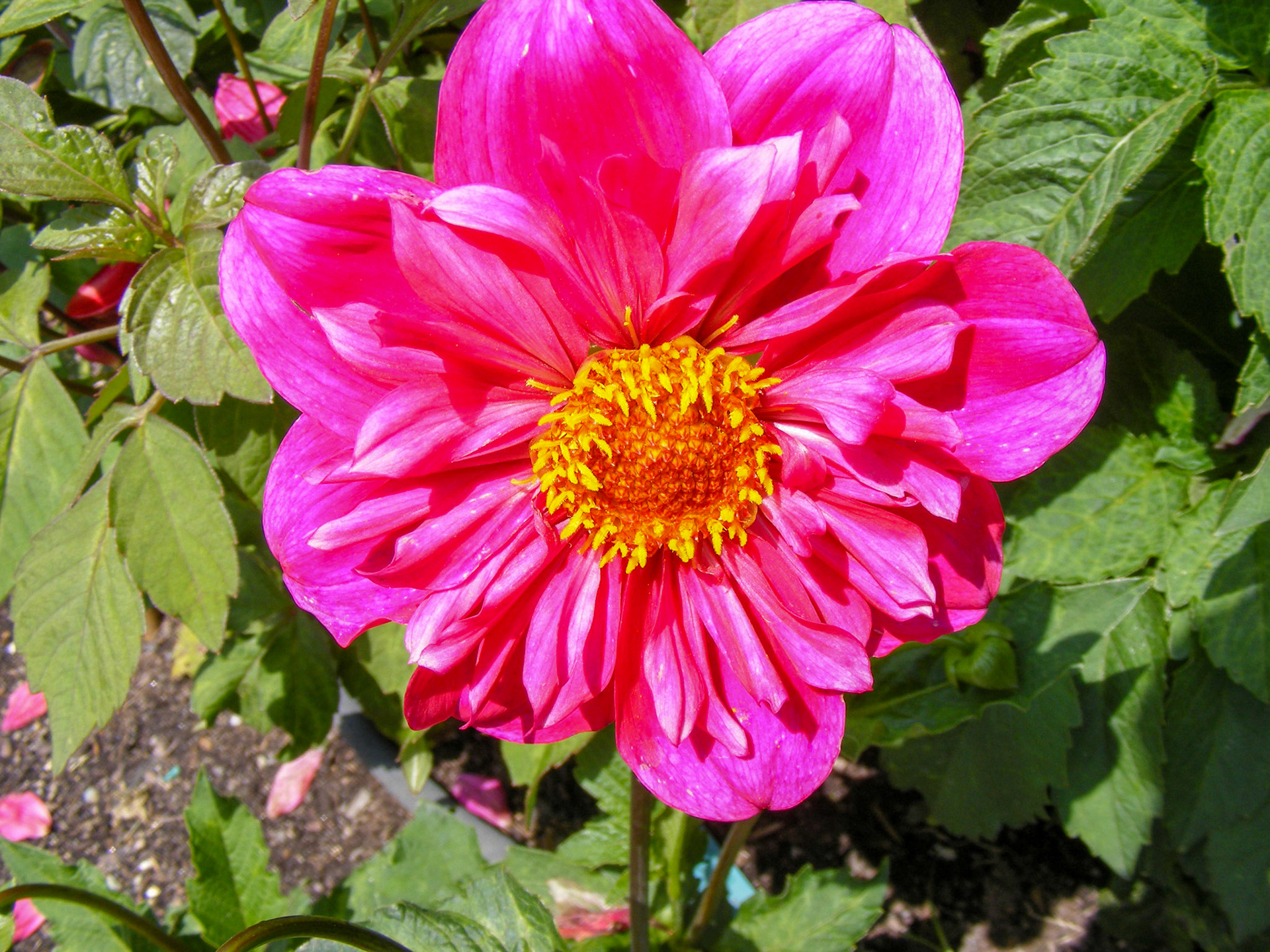 Pink Dahlia Pinnata