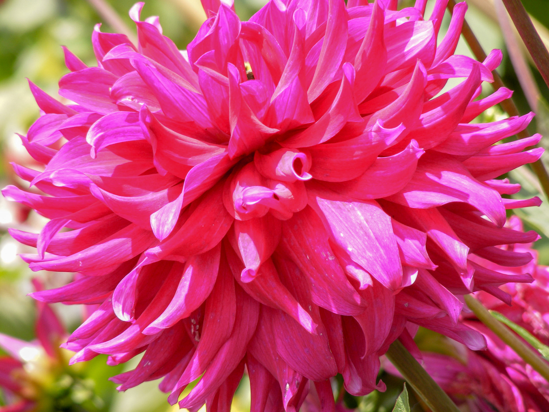 Pink Dahlia