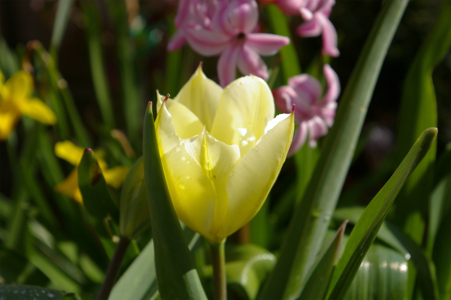 Yellow Tulip in the Rain