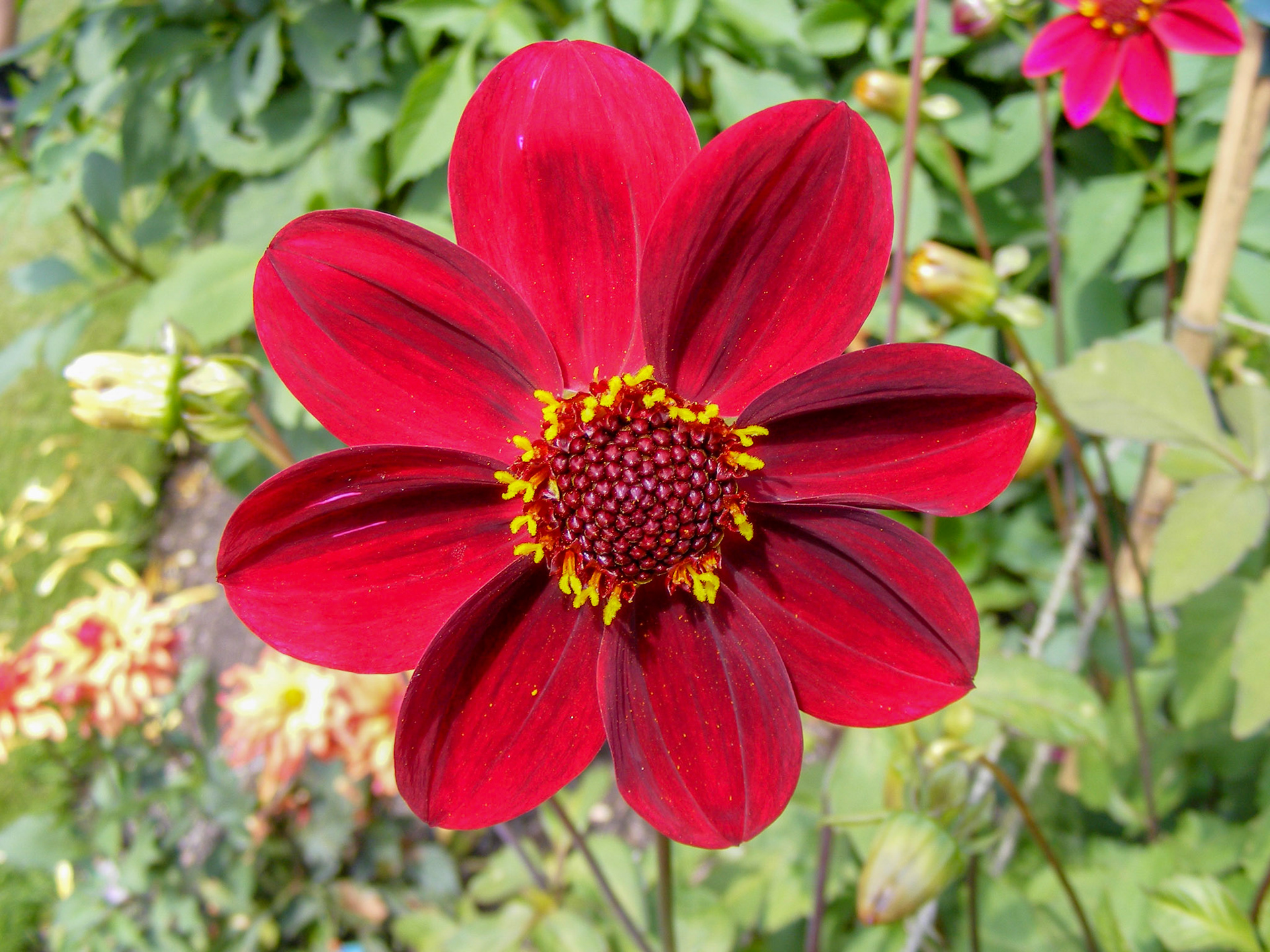 Bishop of Llandaff Dahlia