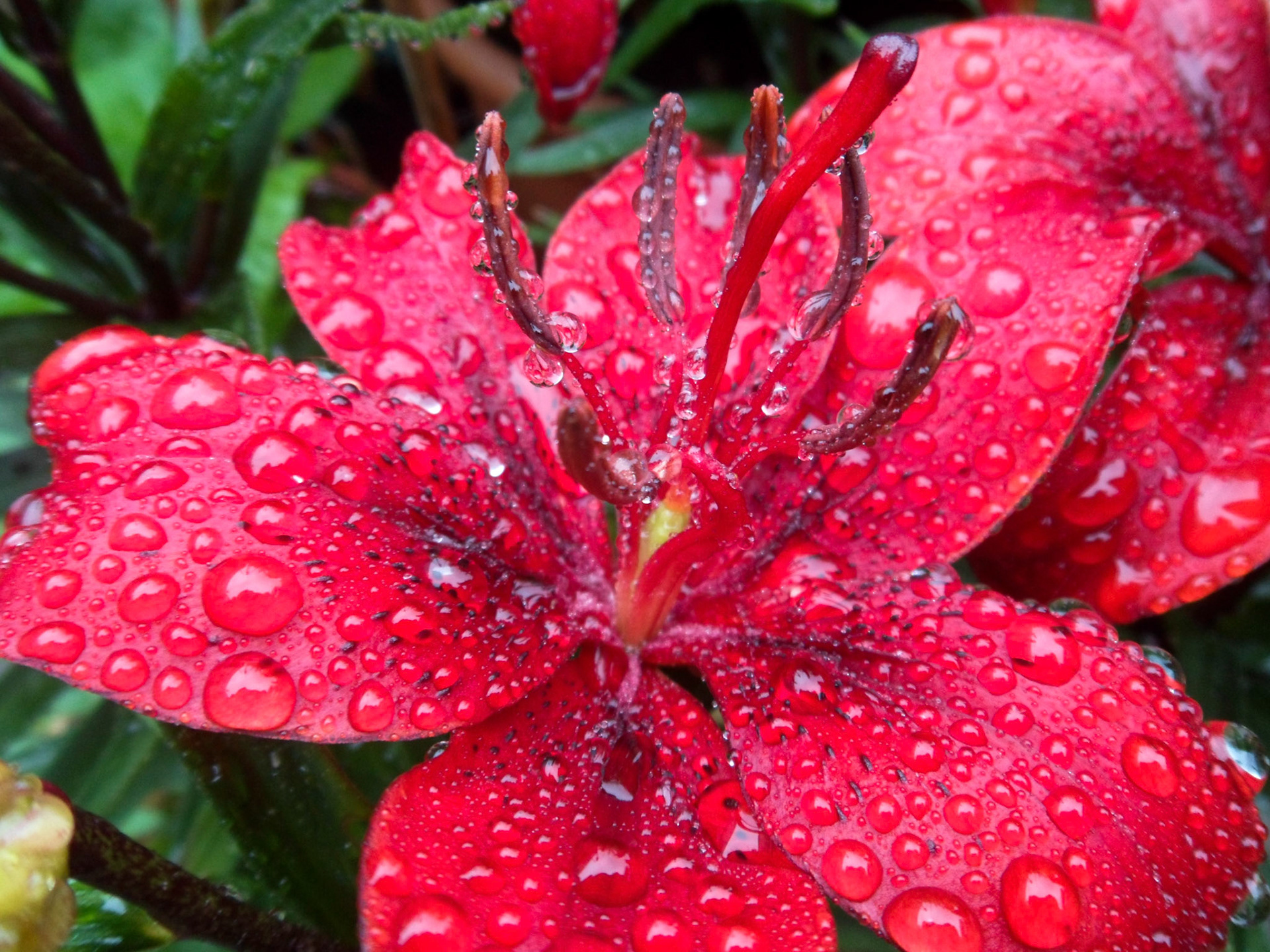 Red Lily in the Rain
