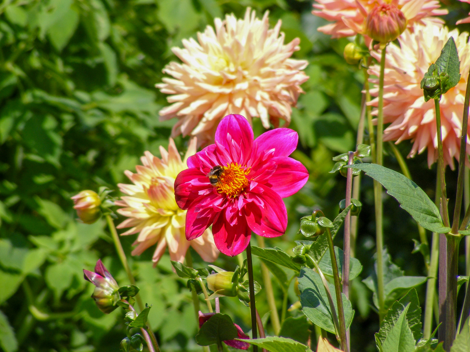 Dahlia and Bee