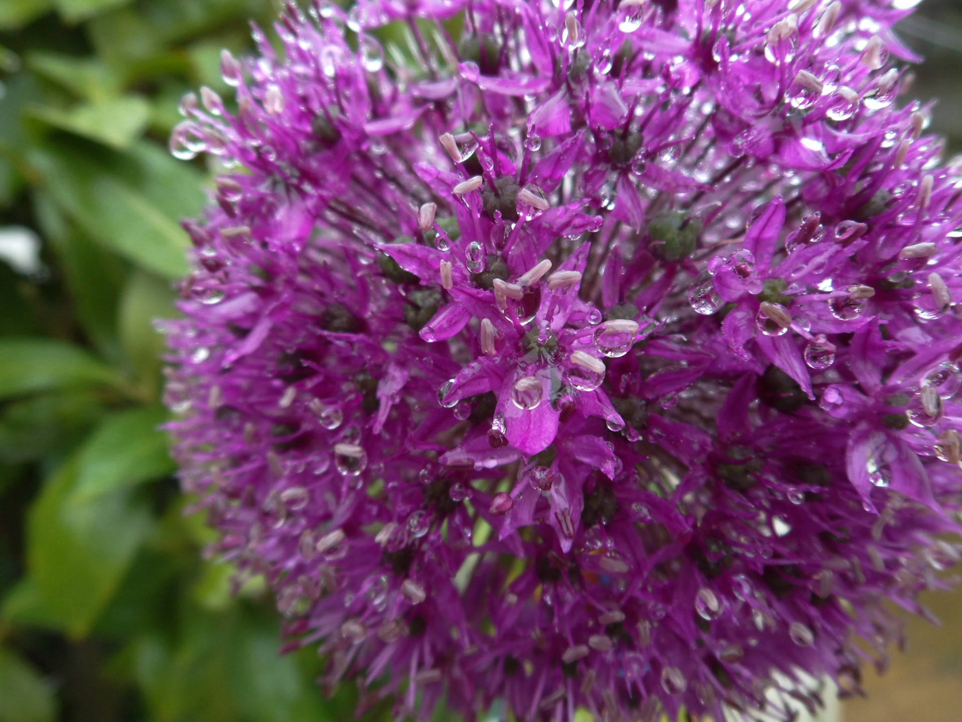 Purple Alium in the Rain