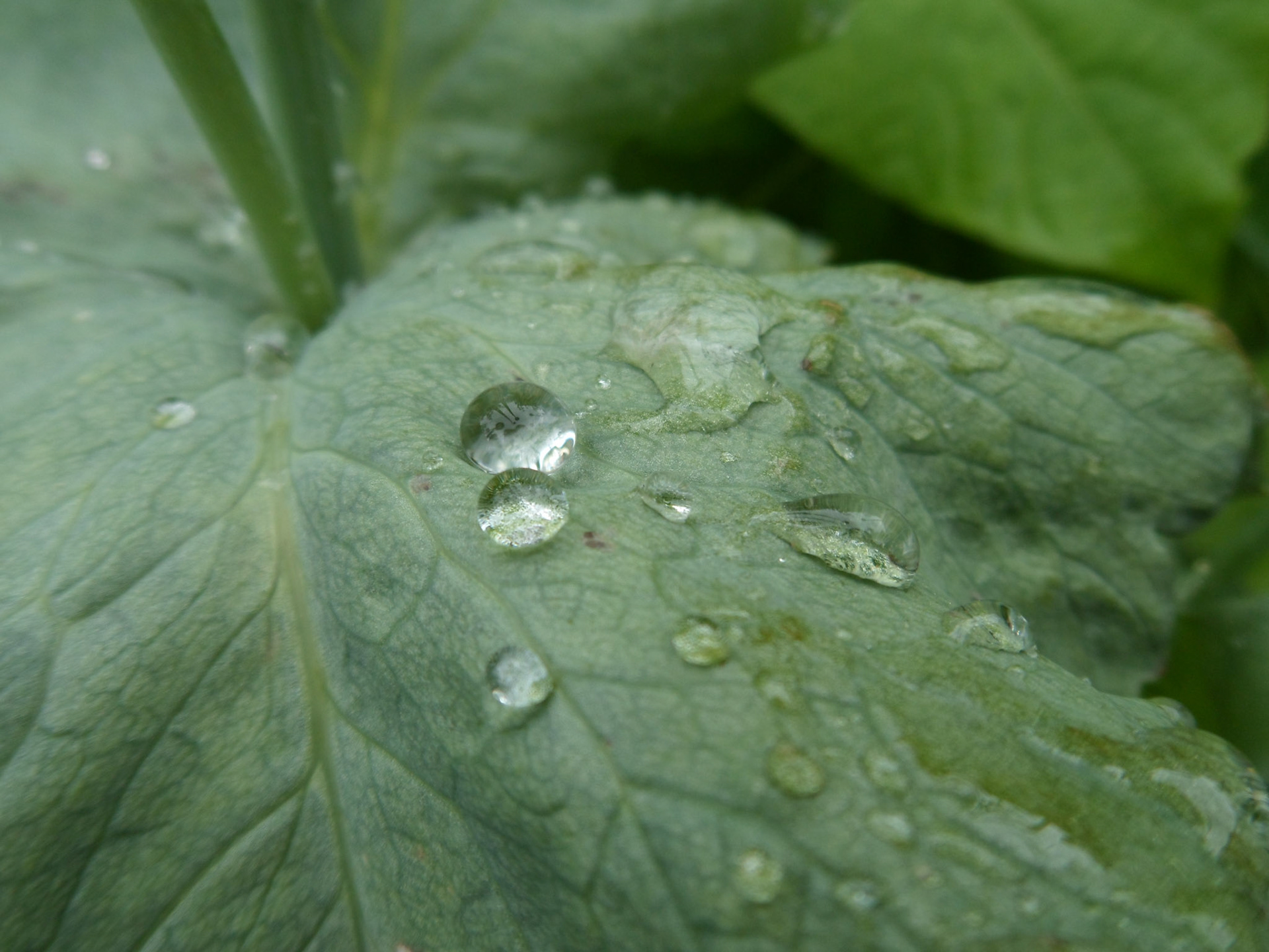 Raindrops on a Leaf