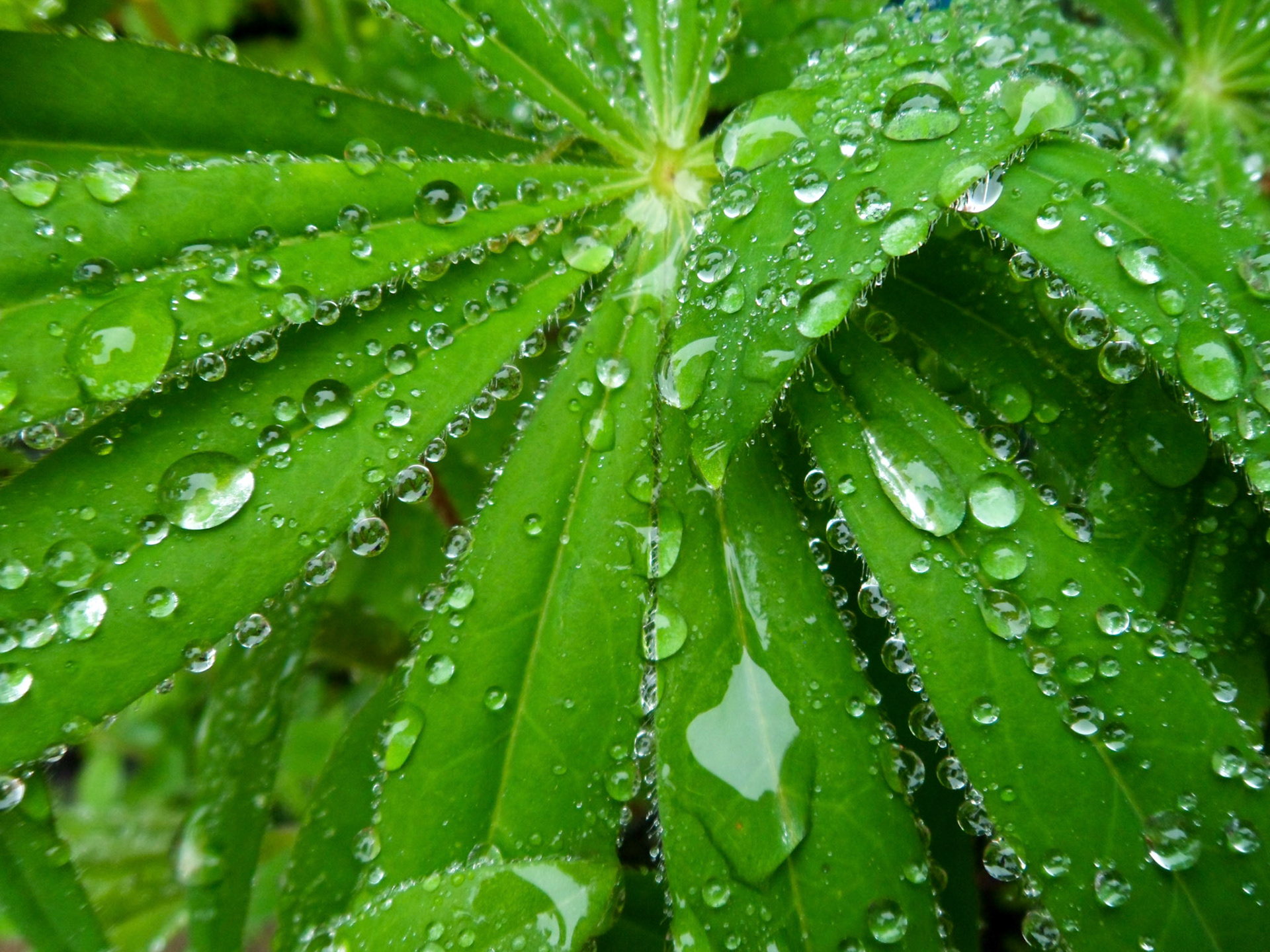 Raindrops on a Lily Leaf